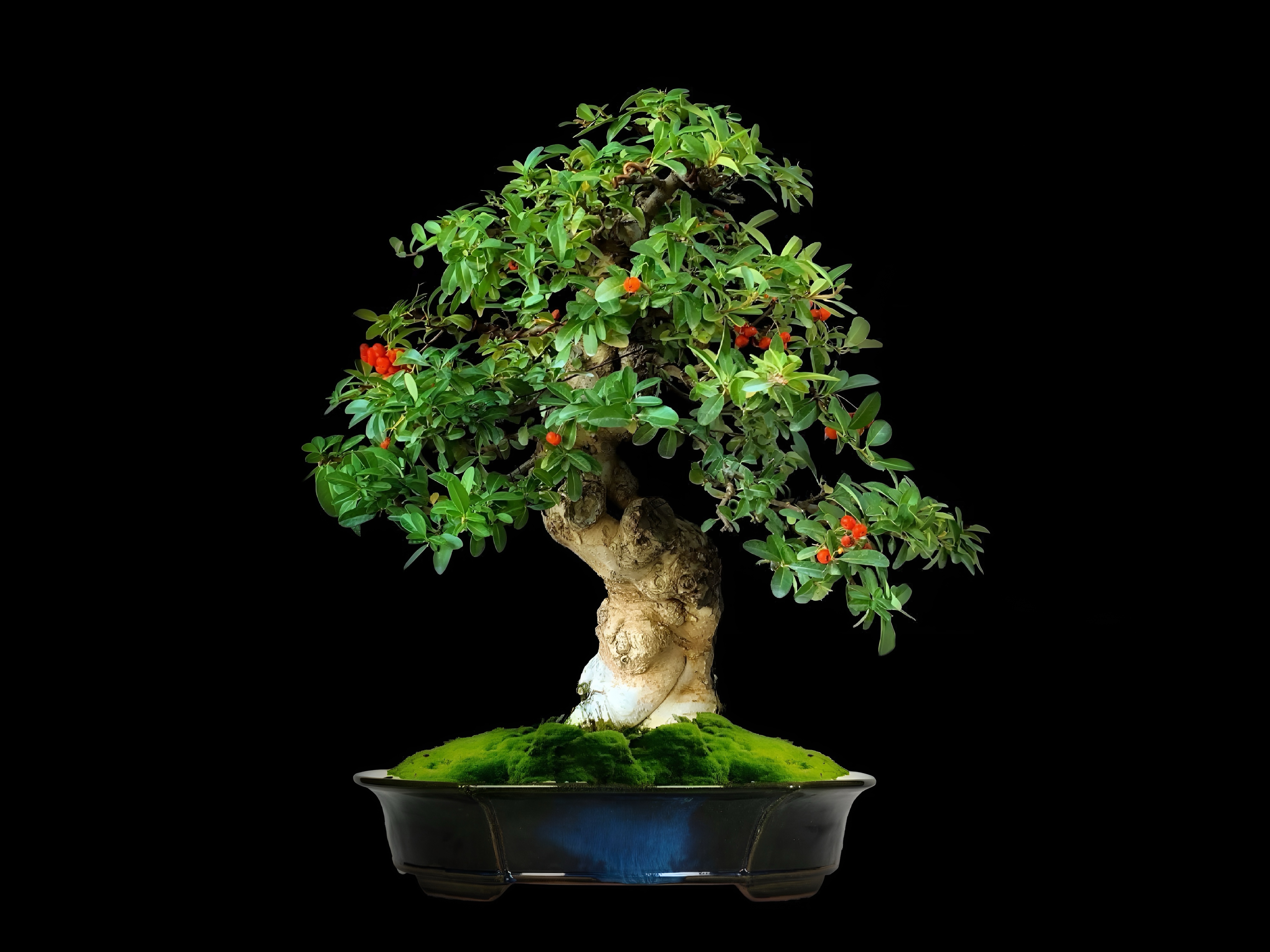 Piracanta · 常盤山査子（Tokiwa-sanzashi） / Pyracantha coccinea