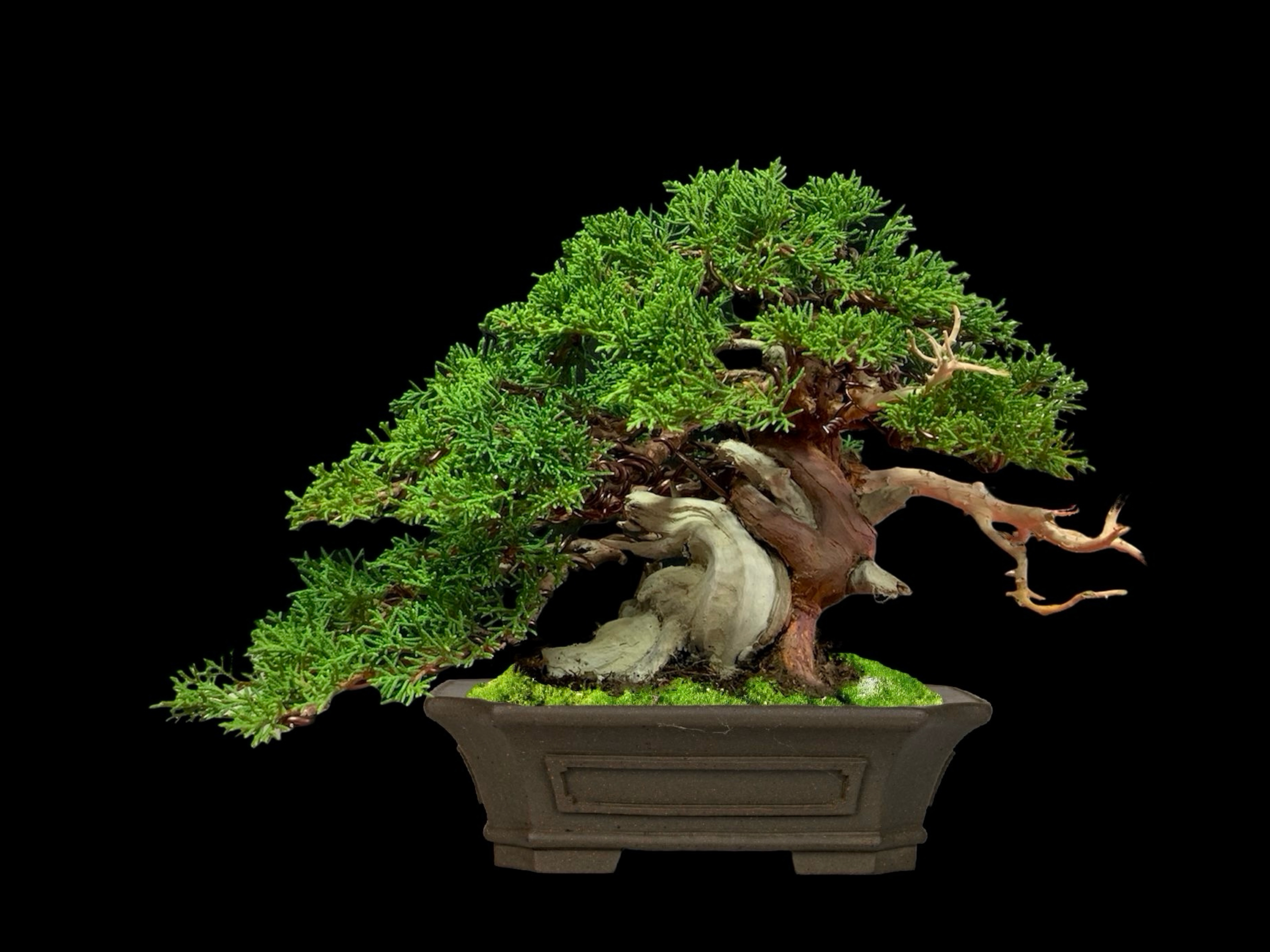 Enebro chino Itoigawa · 糸魚川真柏（Itoigawa-shinpaku） / Juniperus chinensis 'Itoigawa'