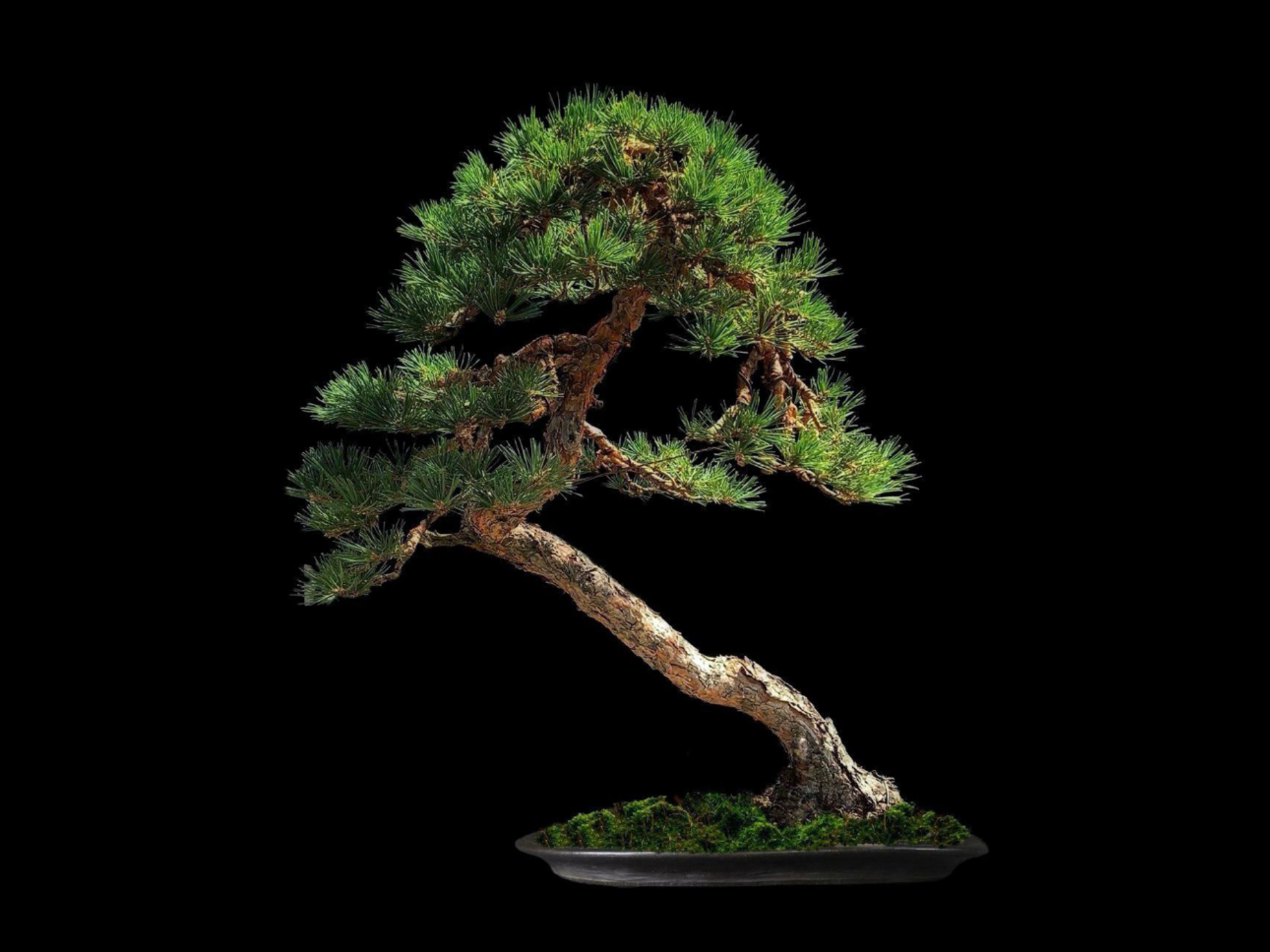 Pino silvestre · ヨーロッパアカマツ（Yōroppa-akamatsu） / Pinus sylvestris