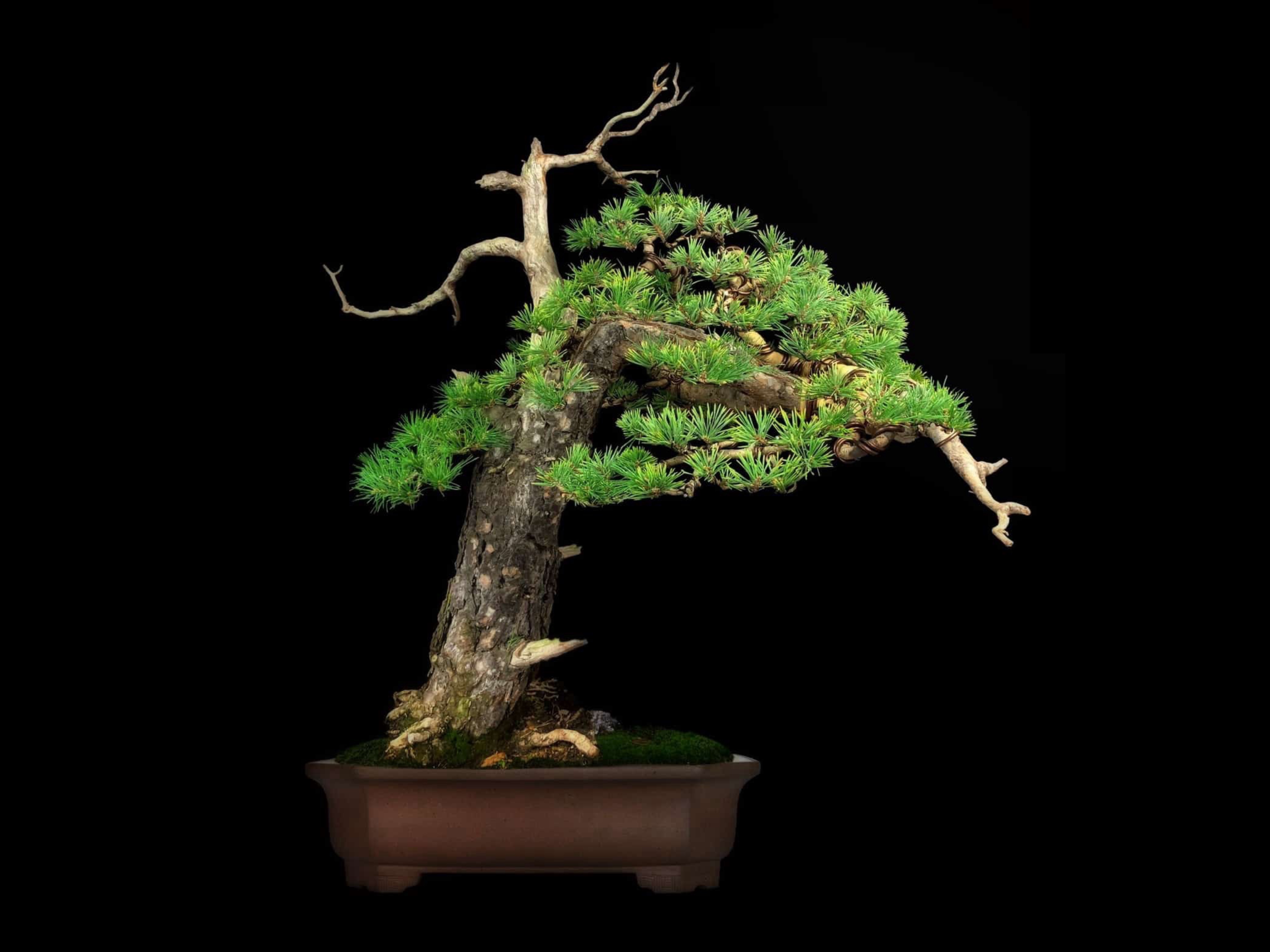 Pino negro austriaco / Pinus nigra