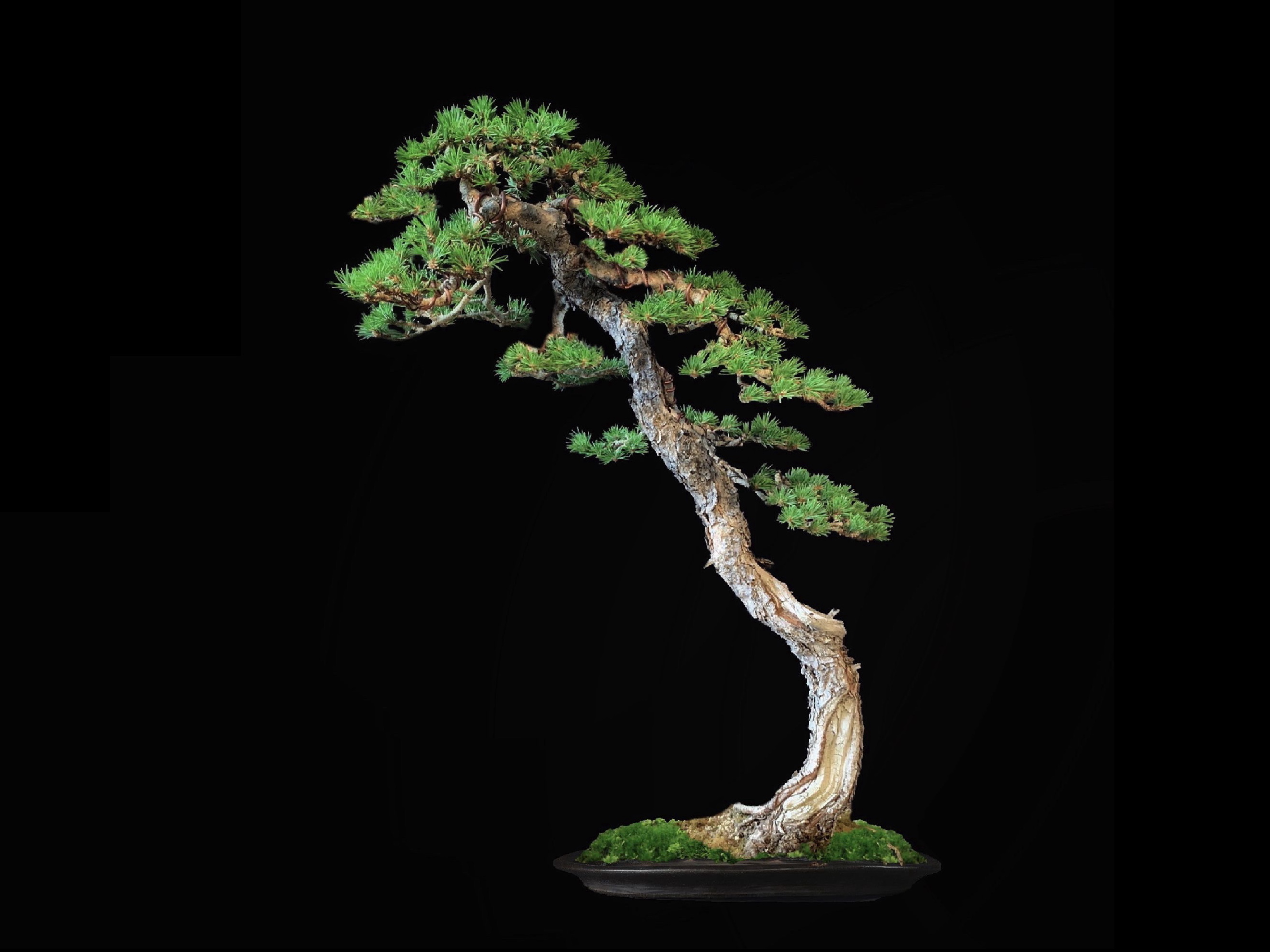 Pino silvestre · ヨーロッパアカマツ（Yōroppa-akamatsu） / Pinus sylvestris