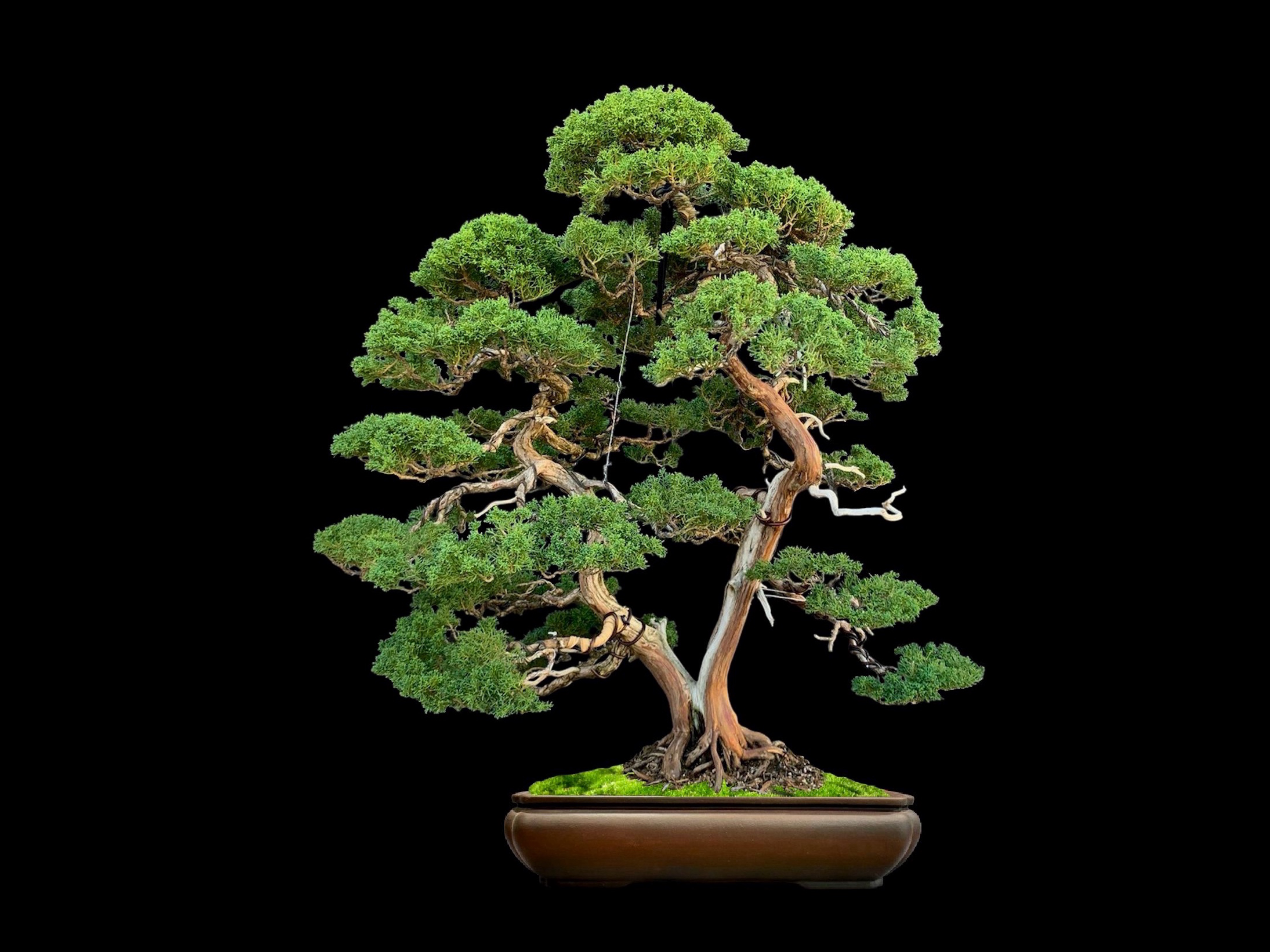 Enebro chino · 真柏（Shinpaku） / Juniperus chinensis