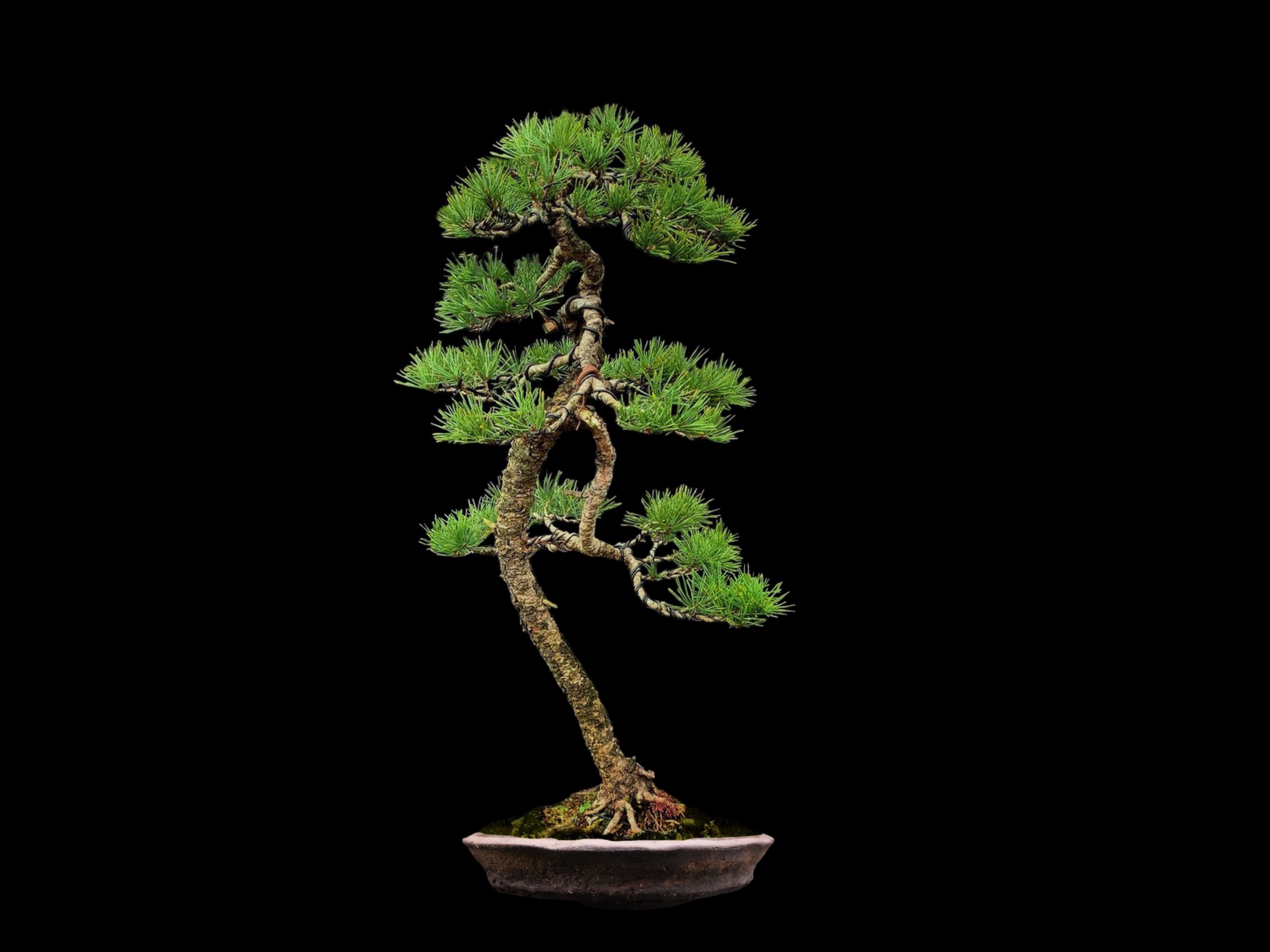 Pino silvestre · ヨーロッパアカマツ（Yōroppa-akamatsu） / Pinus sylvestris