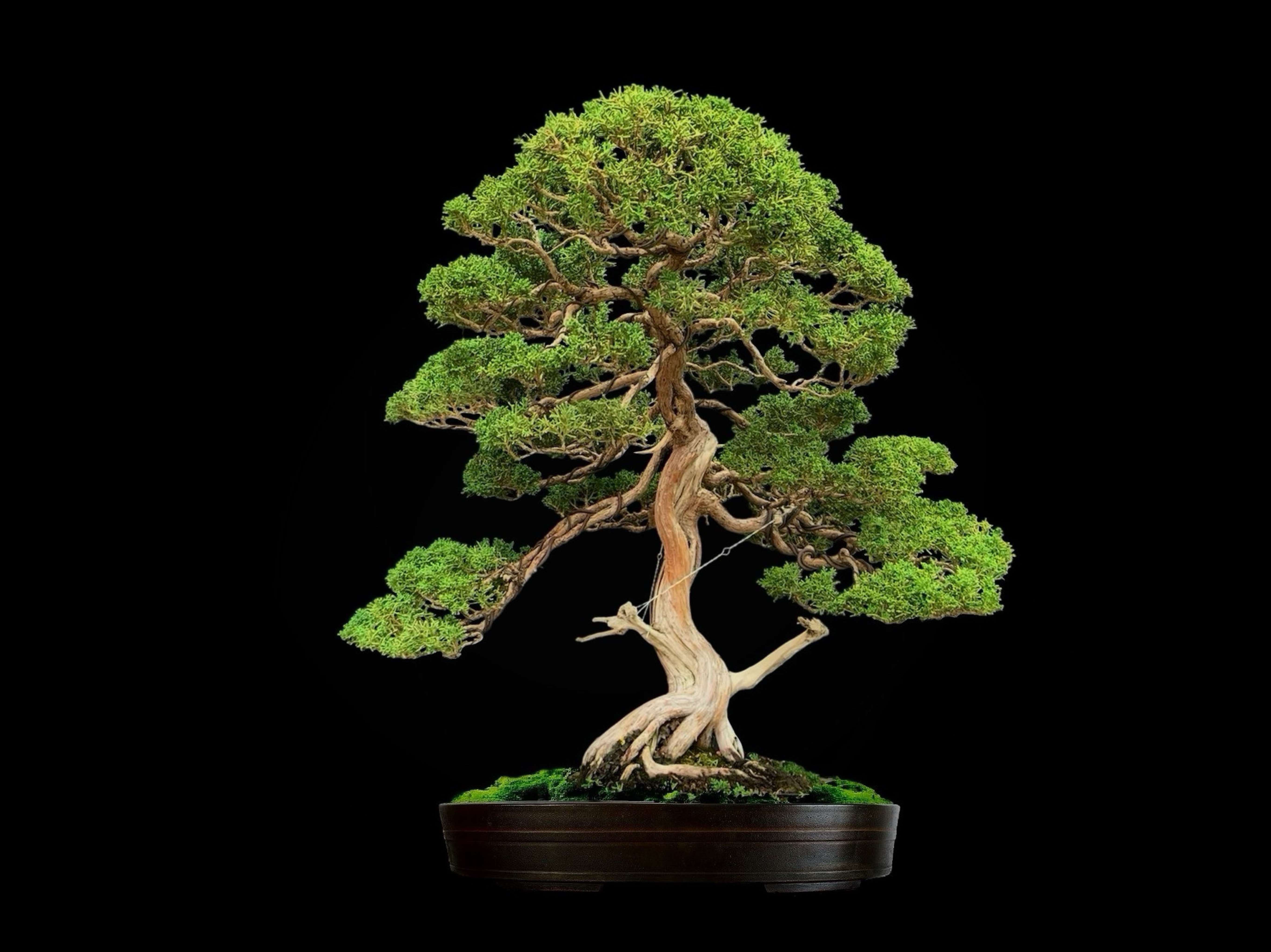 Enebro chino · 真柏（Shinpaku） / Juniperus chinensis