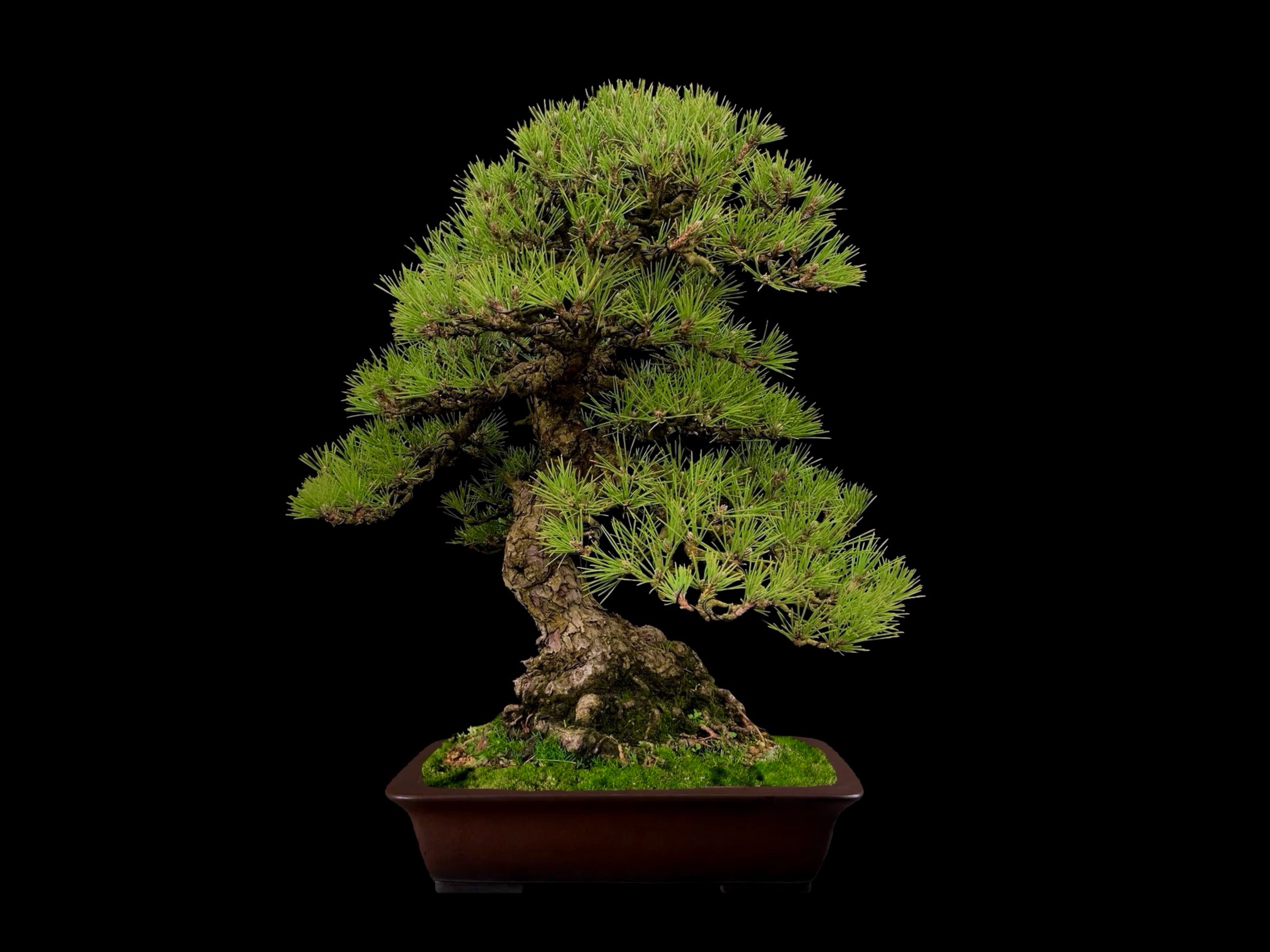 Pino negro japonés · 黒松（Kuromatsu） / Pinus thunbergii