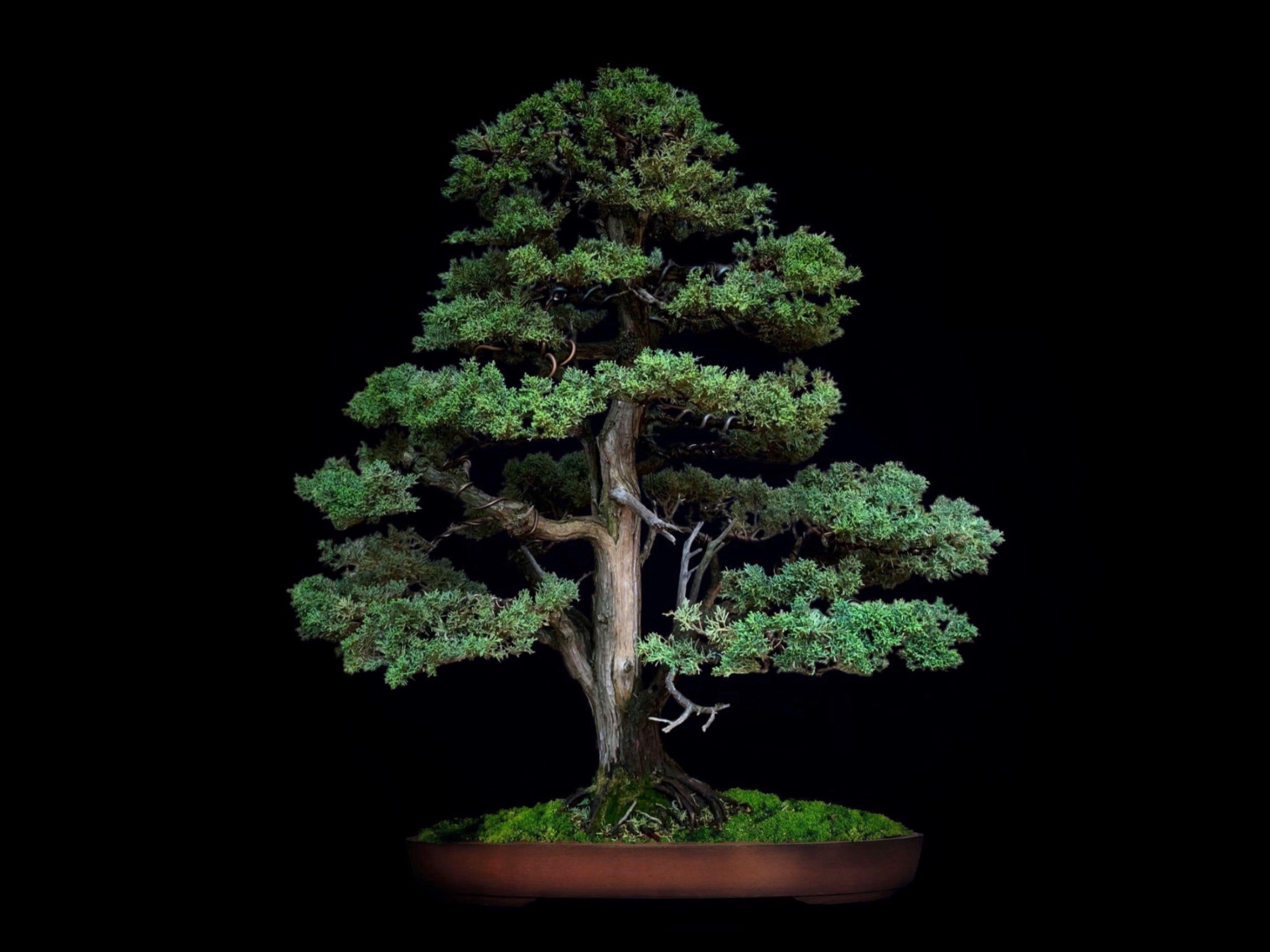 Enebro de las Montañas Rocosas / Juniperus scopulorum