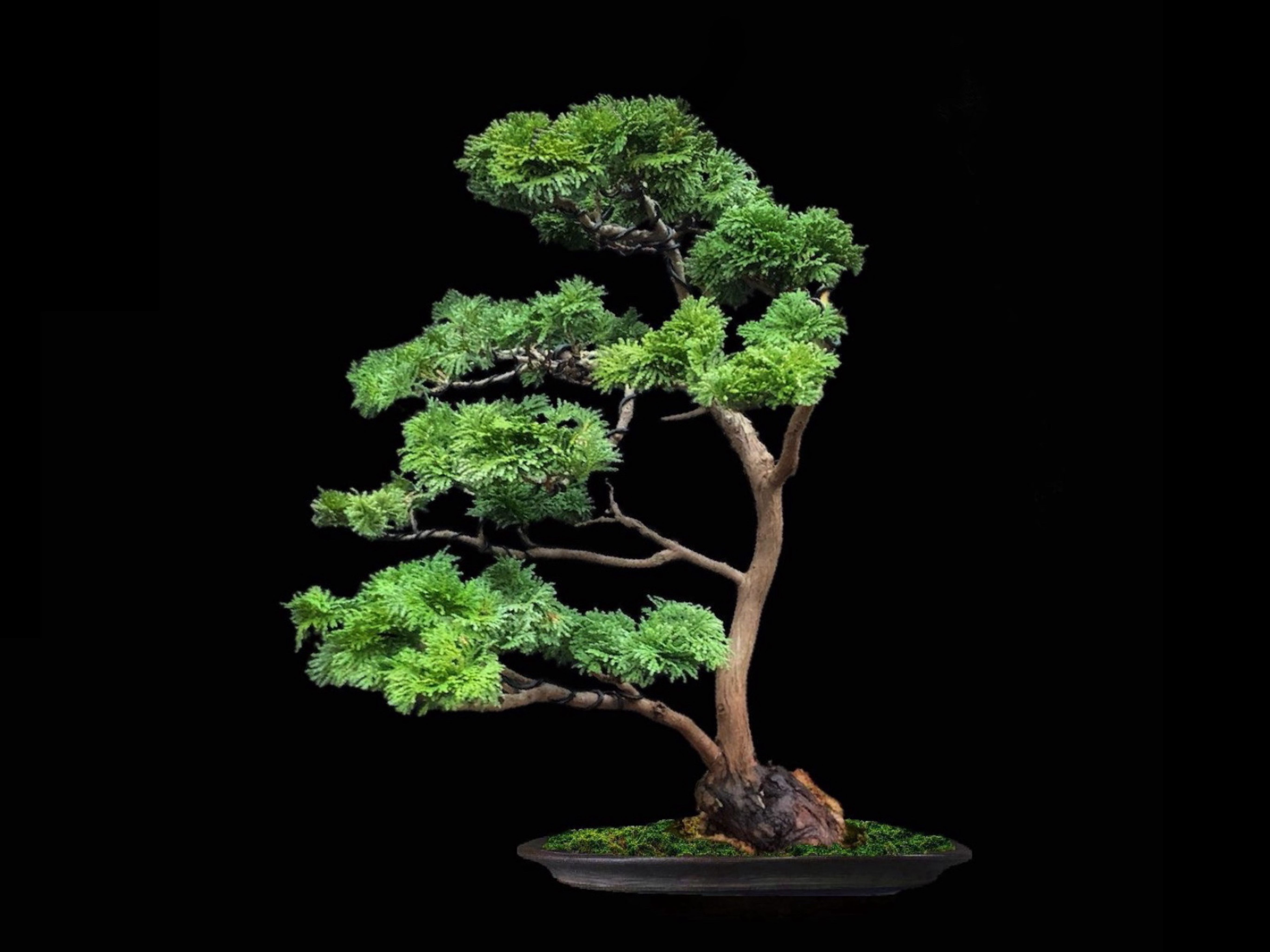 Criptomeria japonesa · 杉（Sugi） / Cryptomeria japonica