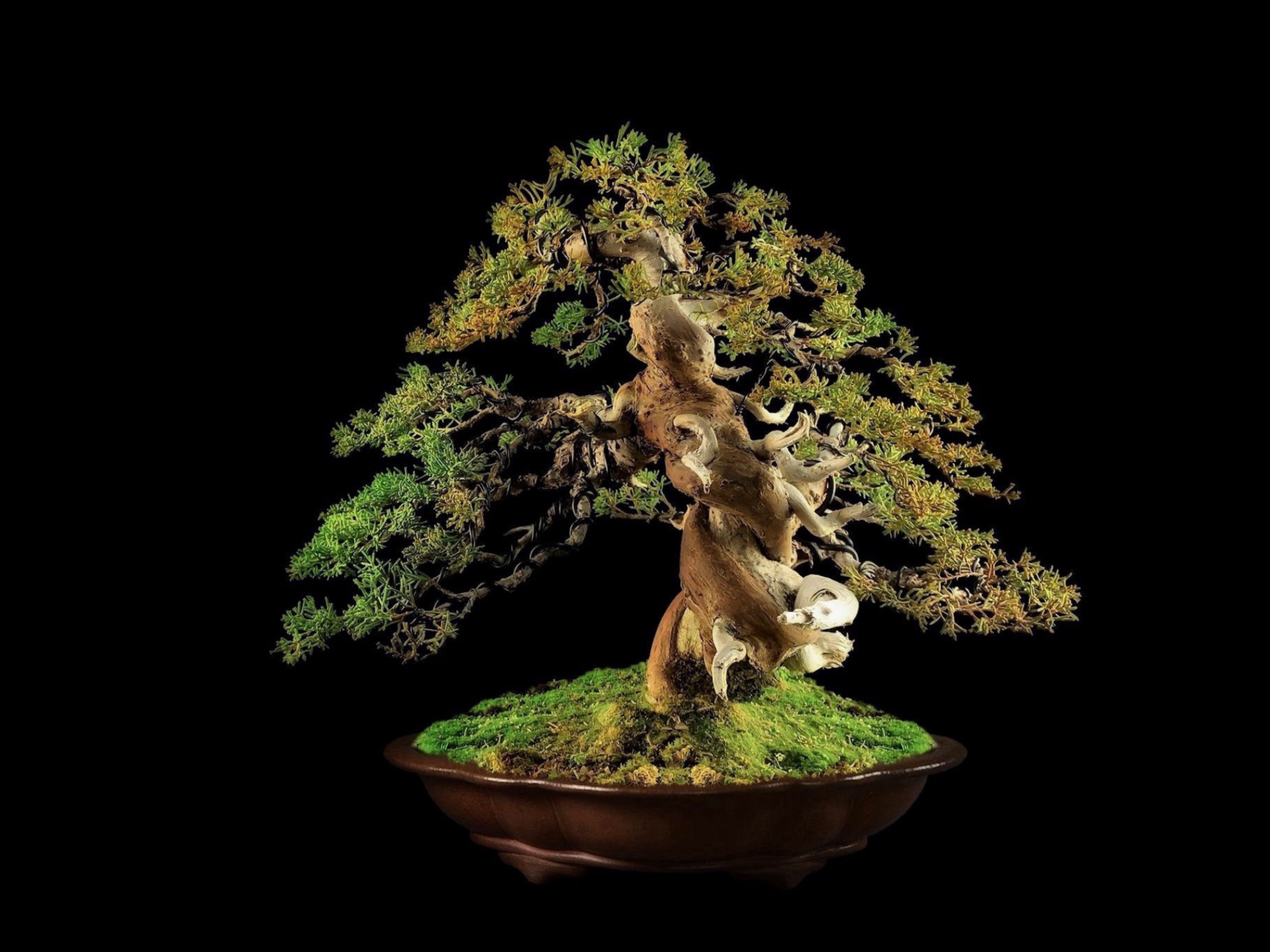 Enebro chino Itoigawa · 糸魚川真柏（Itoigawa-shinpaku） / Juniperus chinensis 'Itoigawa'