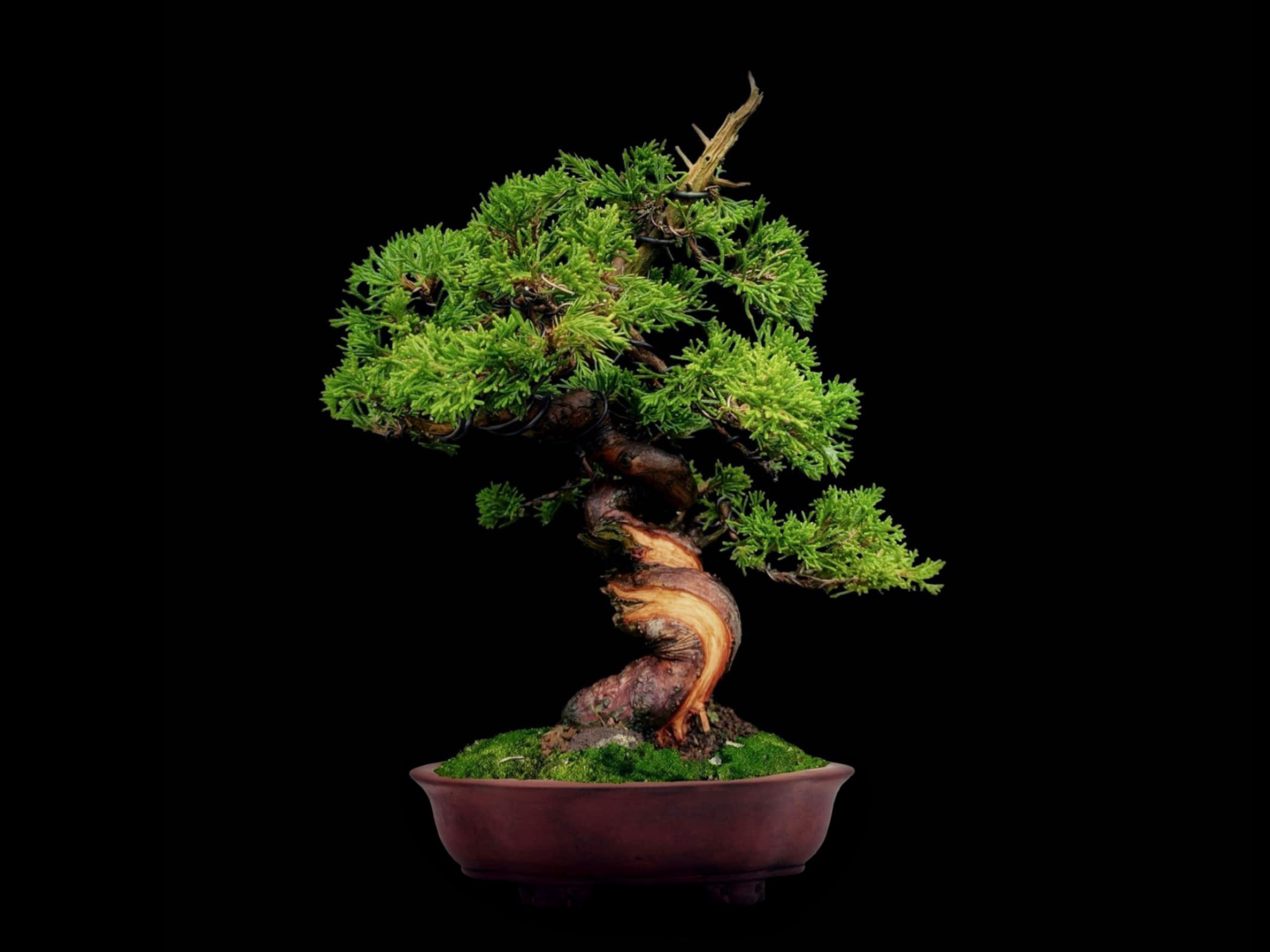 Enebro chino Itoigawa · 糸魚川真柏（Itoigawa-shinpaku） / Juniperus chinensis 'Itoigawa'