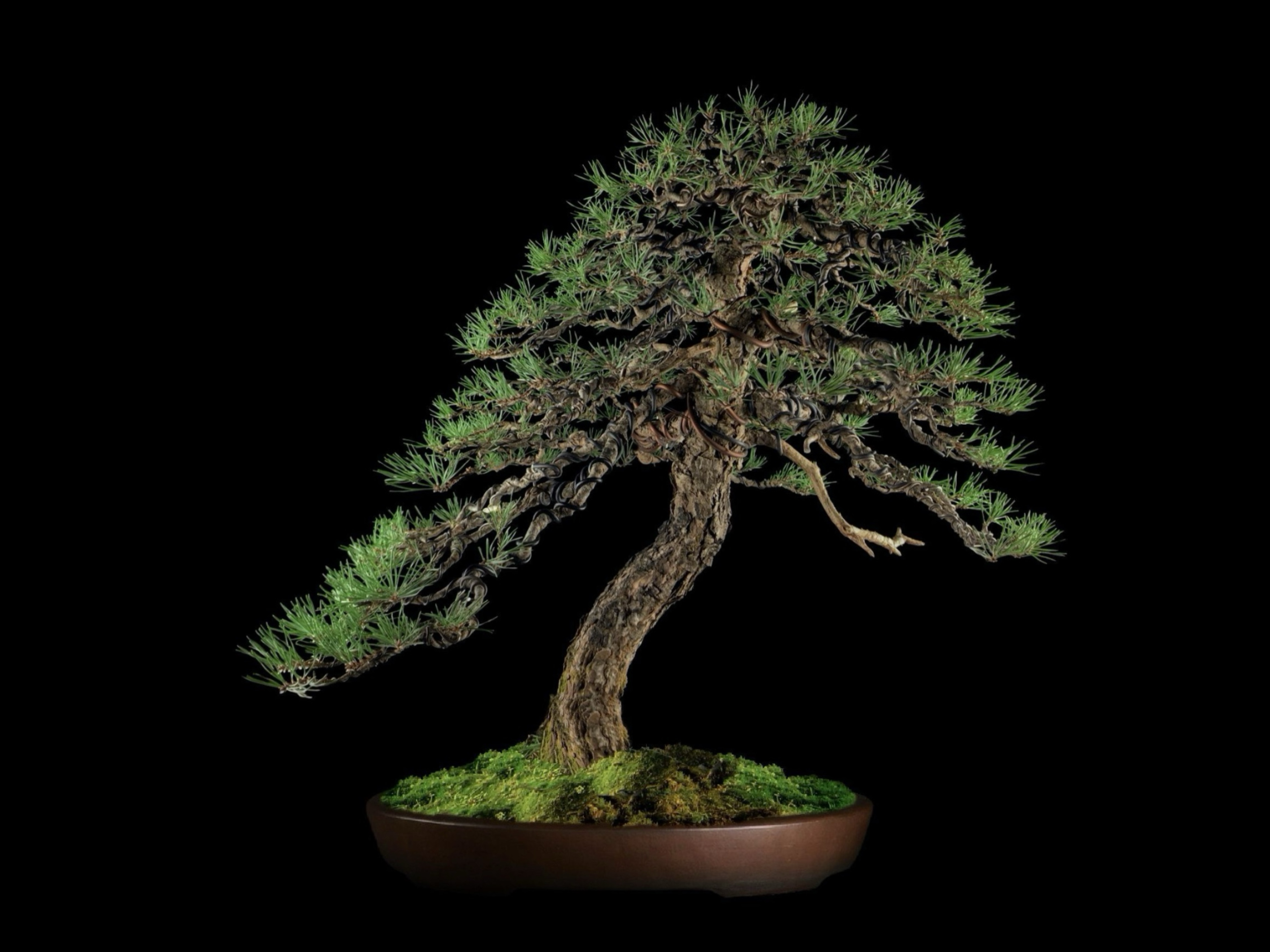 Pino negro austriaco / Pinus nigra