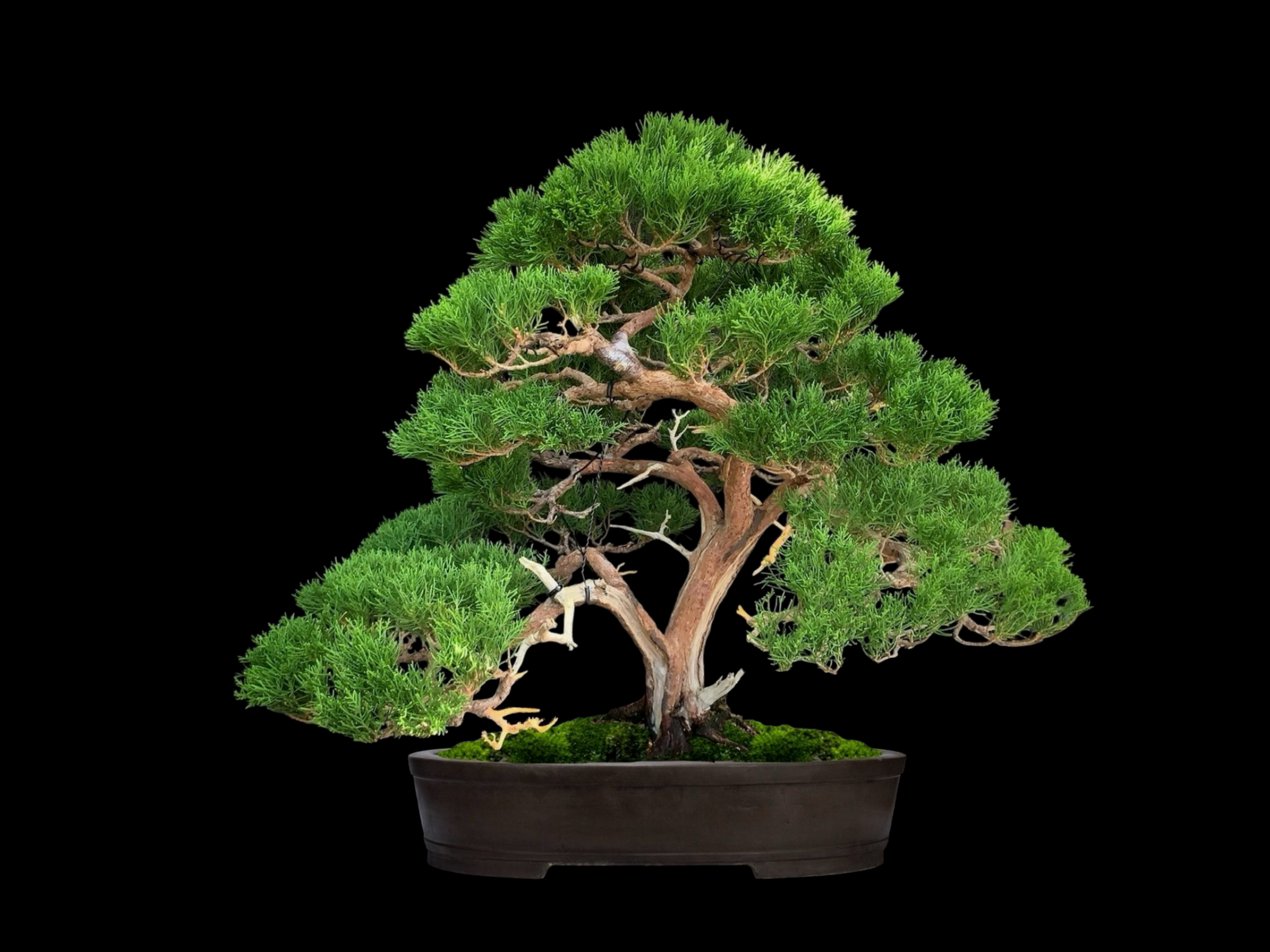 Enebro de las Montañas Rocosas / Juniperus scopulorum