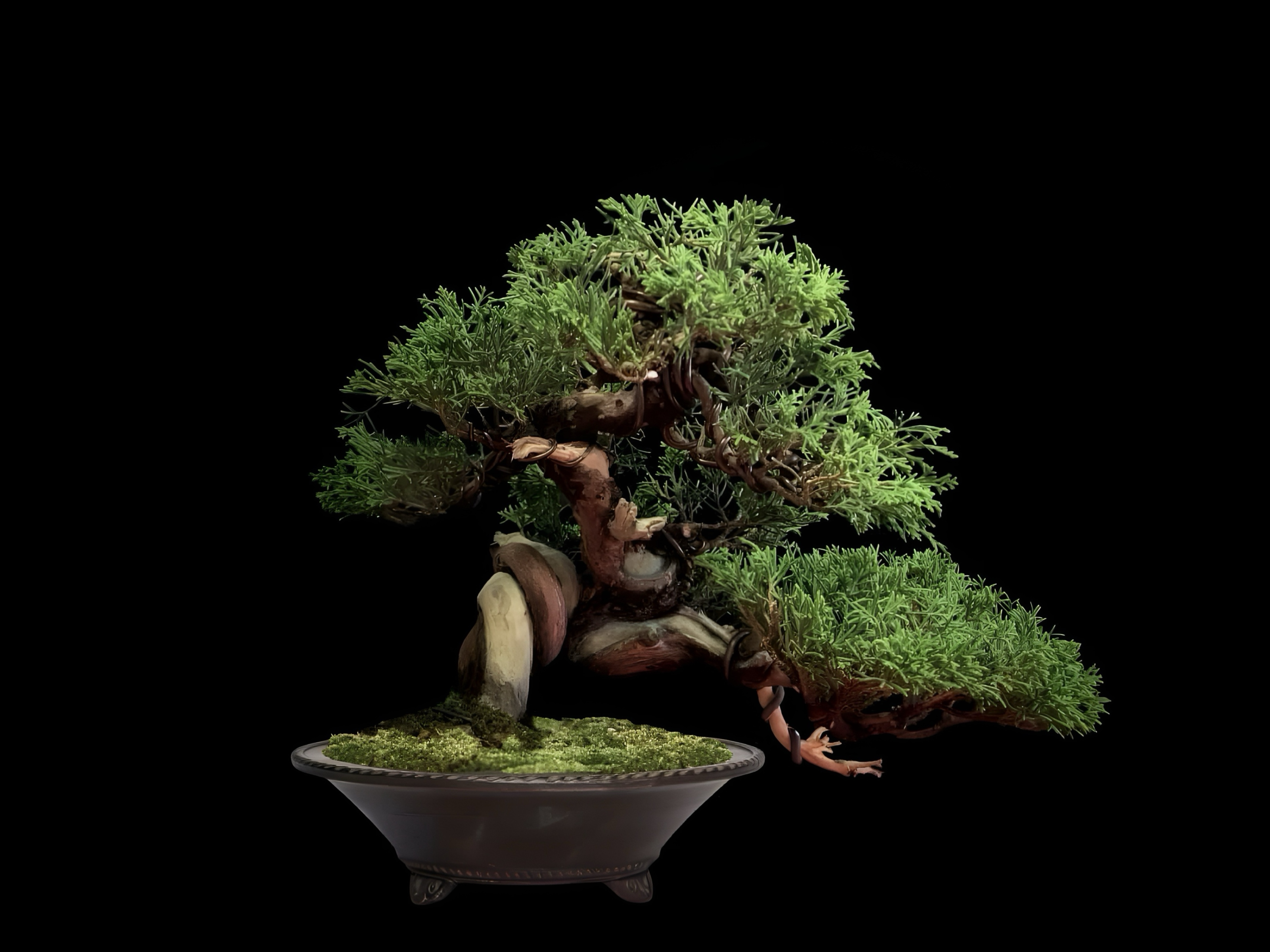 Enebro chino Itoigawa · 糸魚川真柏（Itoigawa-shinpaku） / Juniperus chinensis 'Itoigawa'