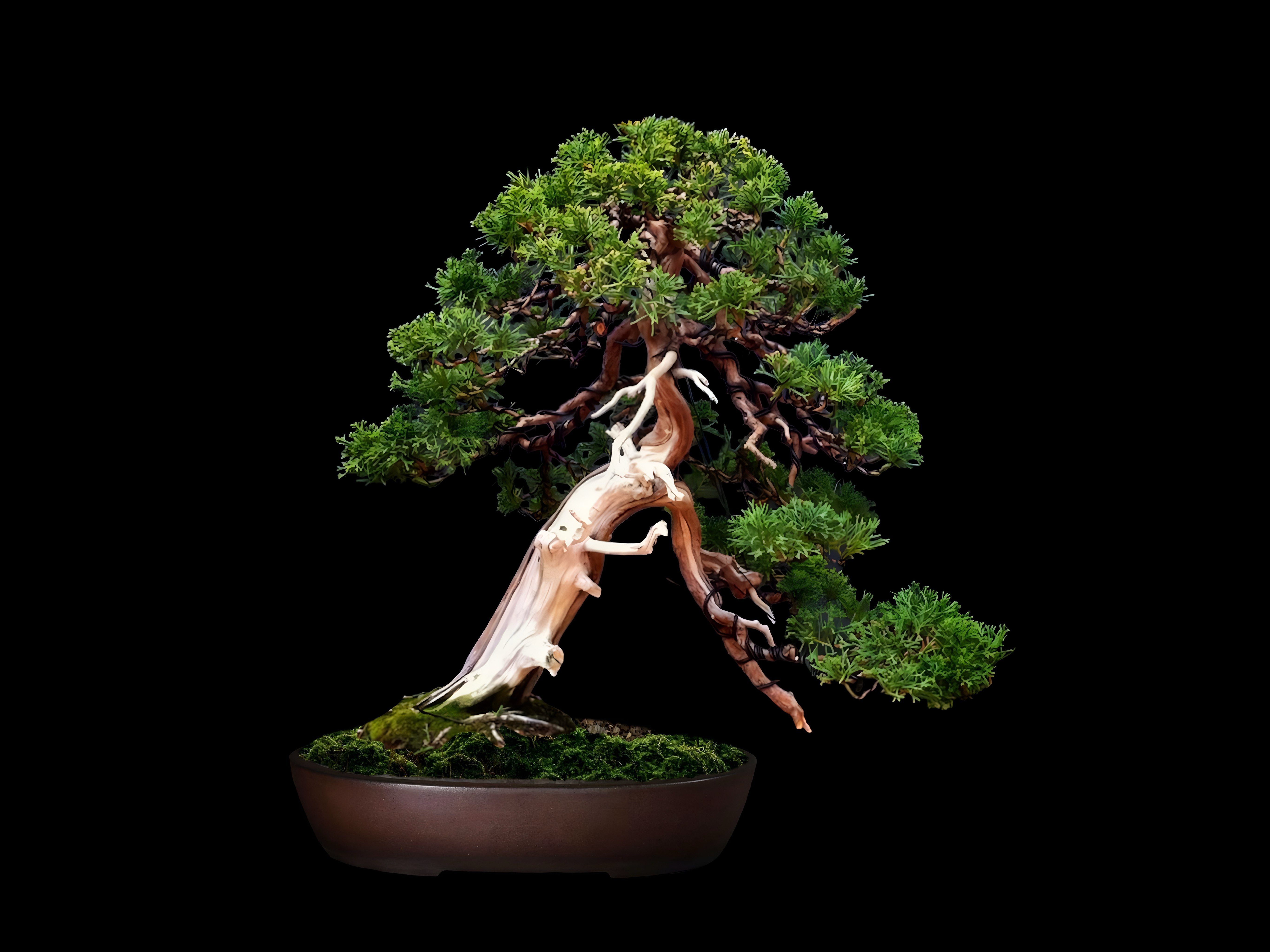 Enebro chino Itoigawa · 糸魚川真柏（Itoigawa-shinpaku） / Juniperus chinensis 'Itoigawa'