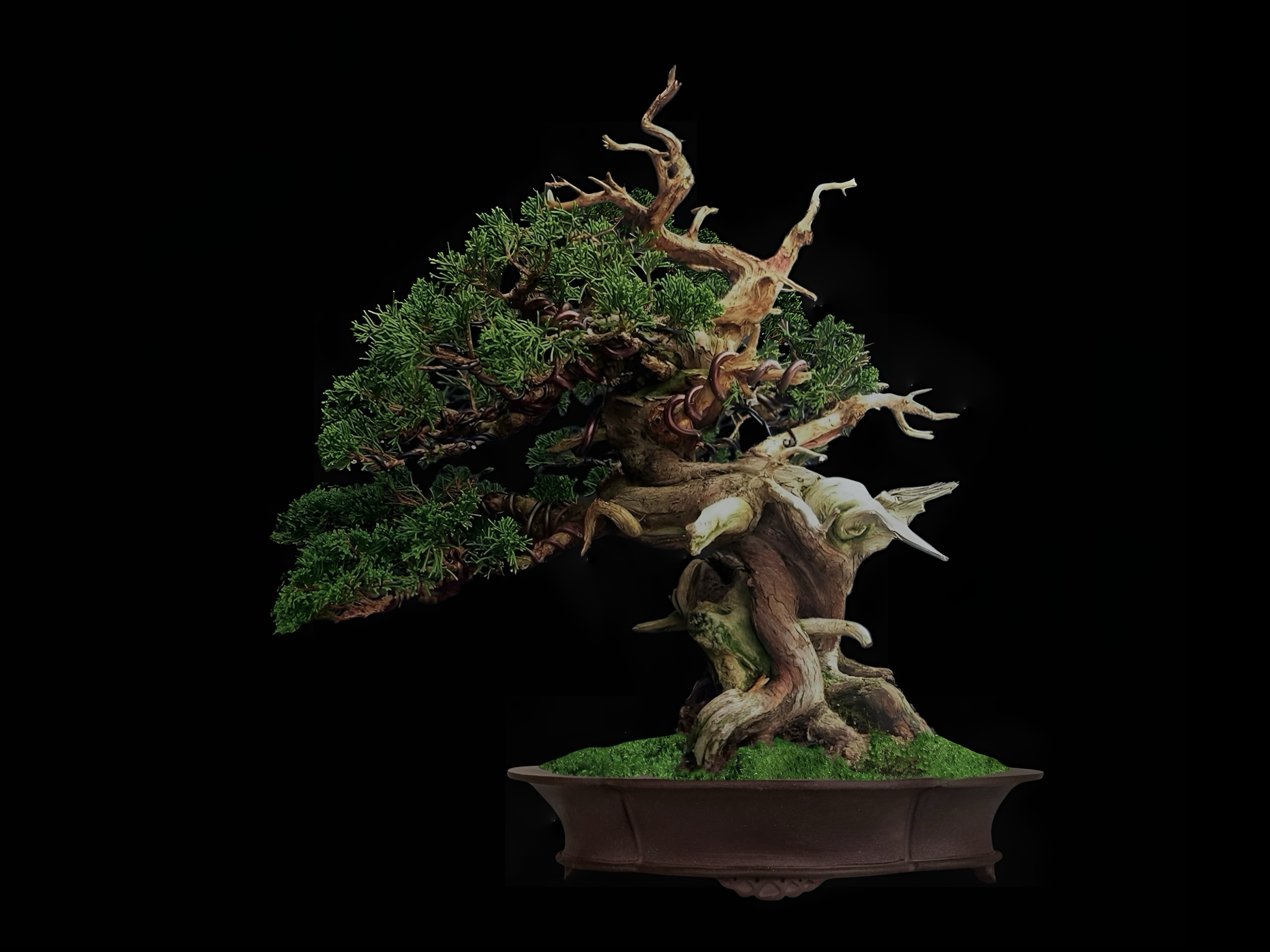 Enebro chino Itoigawa · 糸魚川真柏（Itoigawa-shinpaku） / Juniperus chinensis 'Itoigawa'