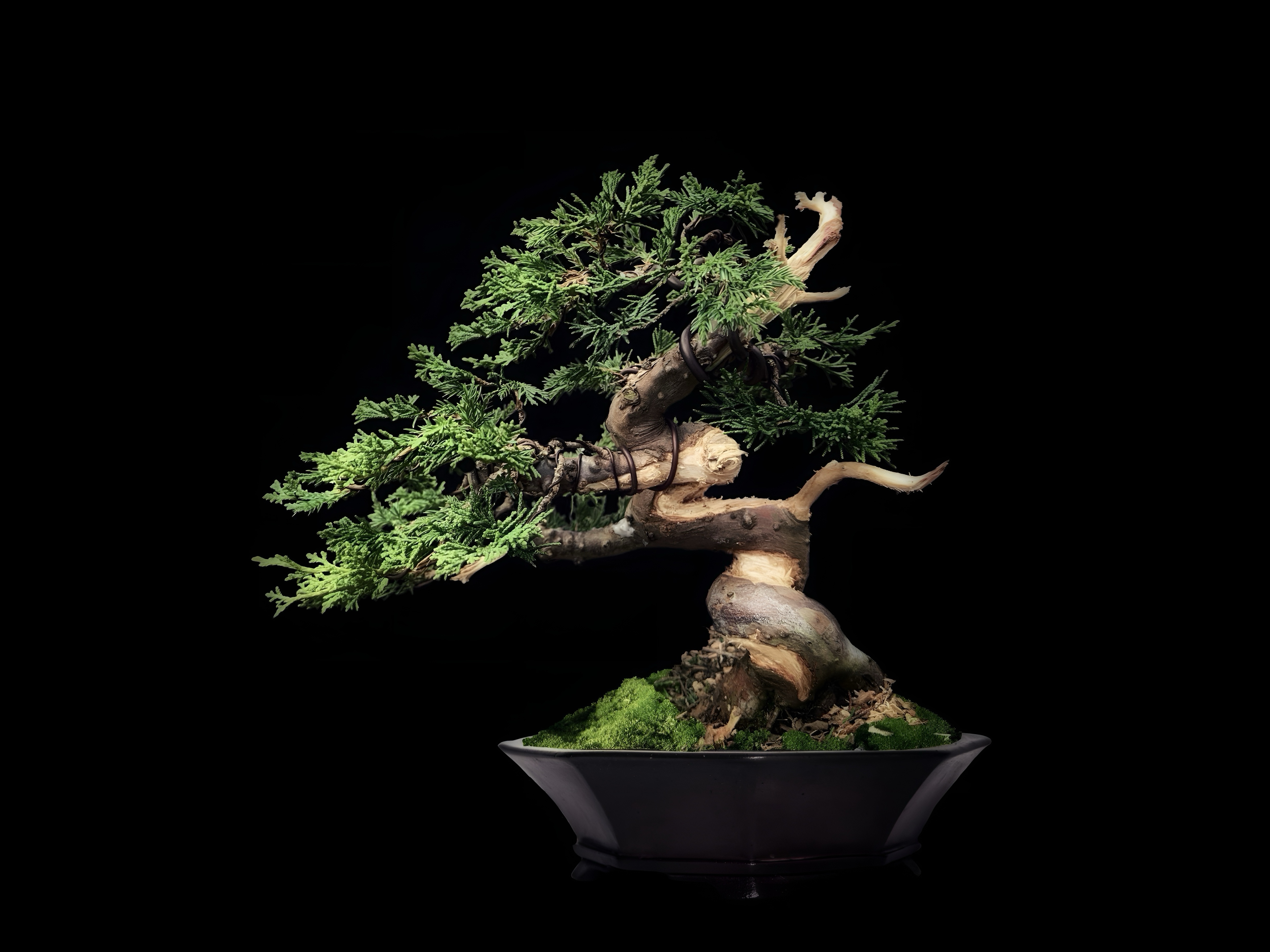 Enebro chino Itoigawa · 糸魚川真柏（Itoigawa-shinpaku） / Juniperus chinensis 'Itoigawa'