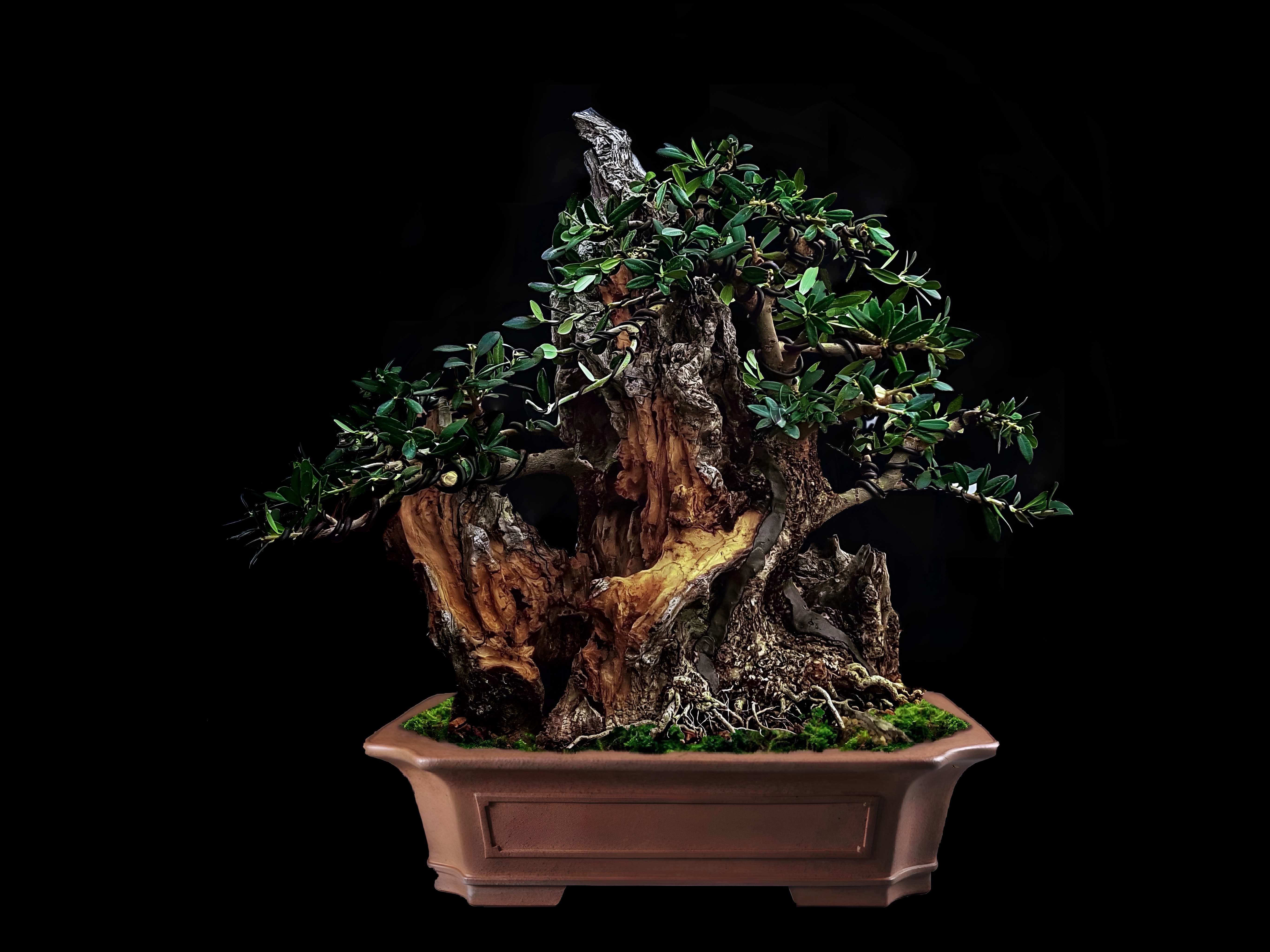 Olivo / Olea europaea