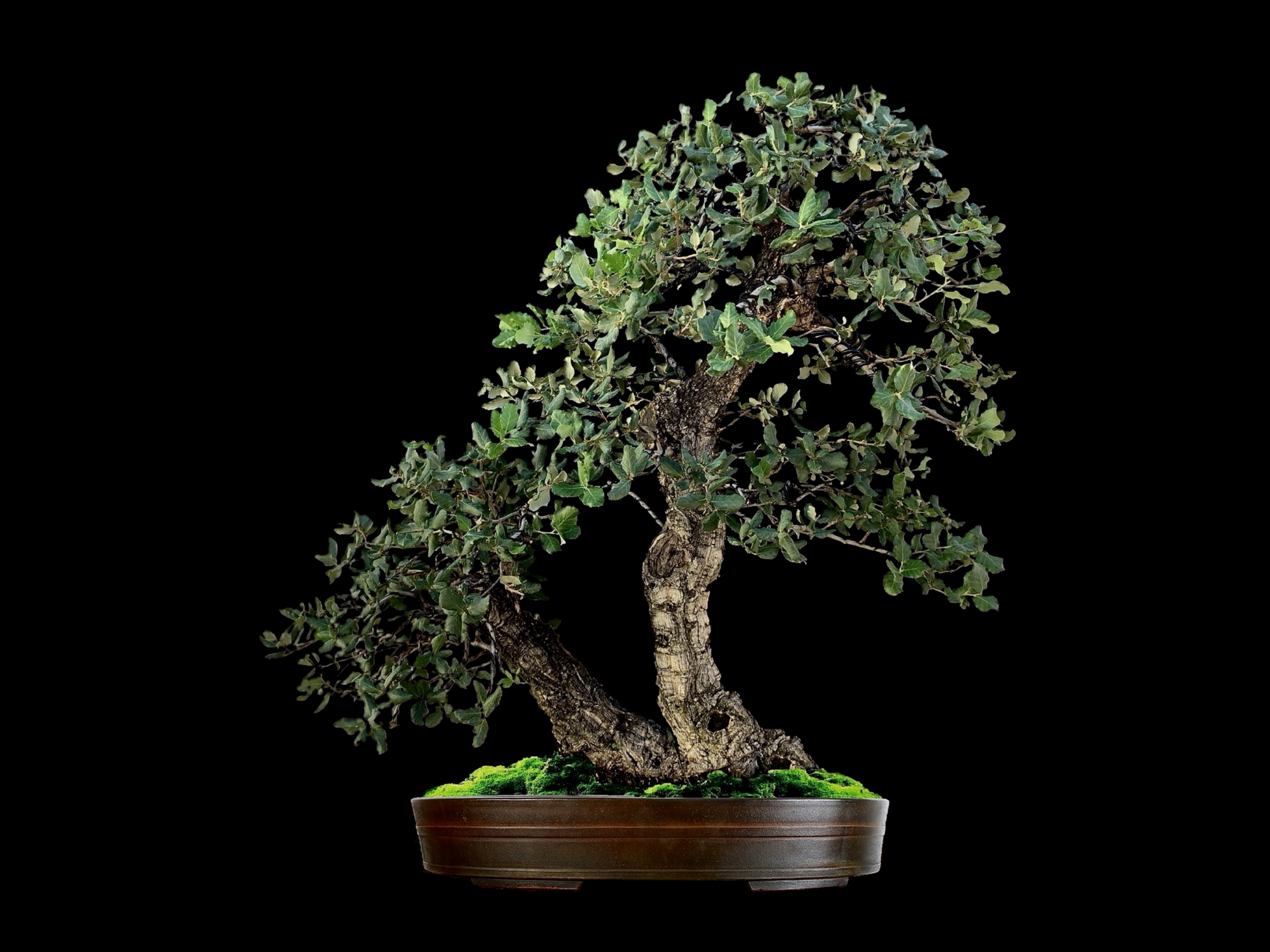 Alcornoque / Quercus suber