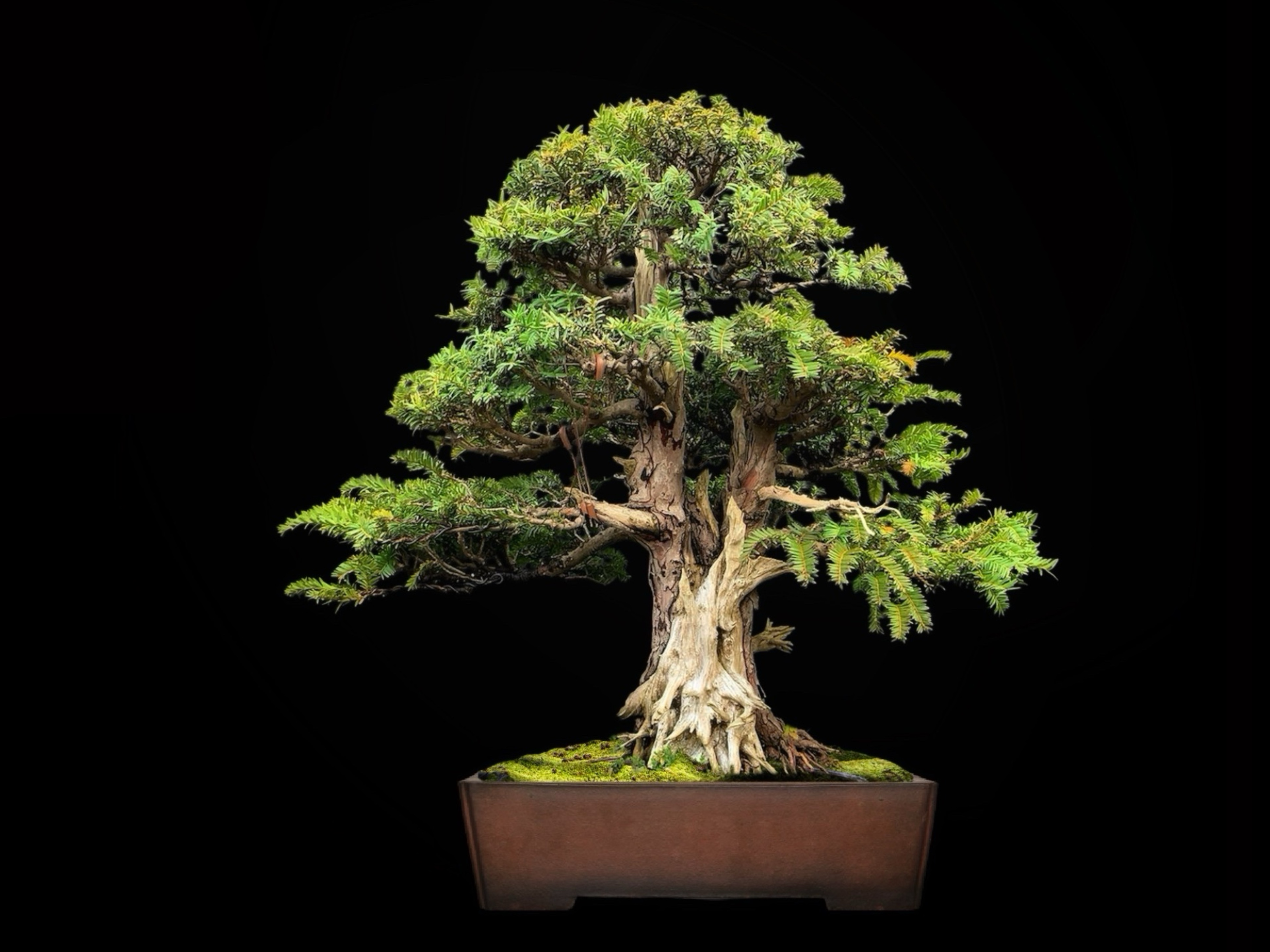Tejo / Taxus baccata