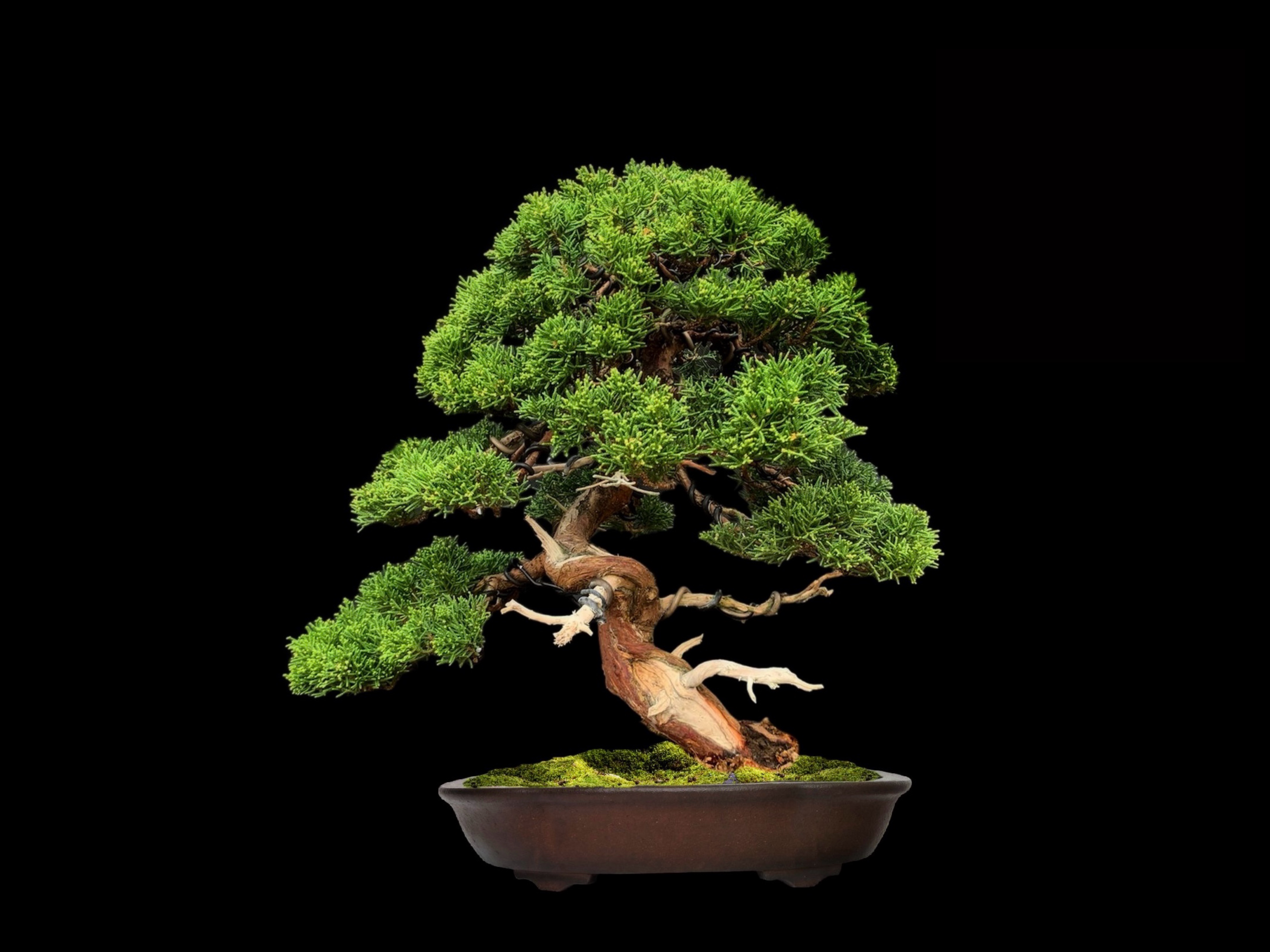Enebro chino Itoigawa · 糸魚川真柏（Itoigawa-shinpaku） / Juniperus chinensis 'Itoigawa'