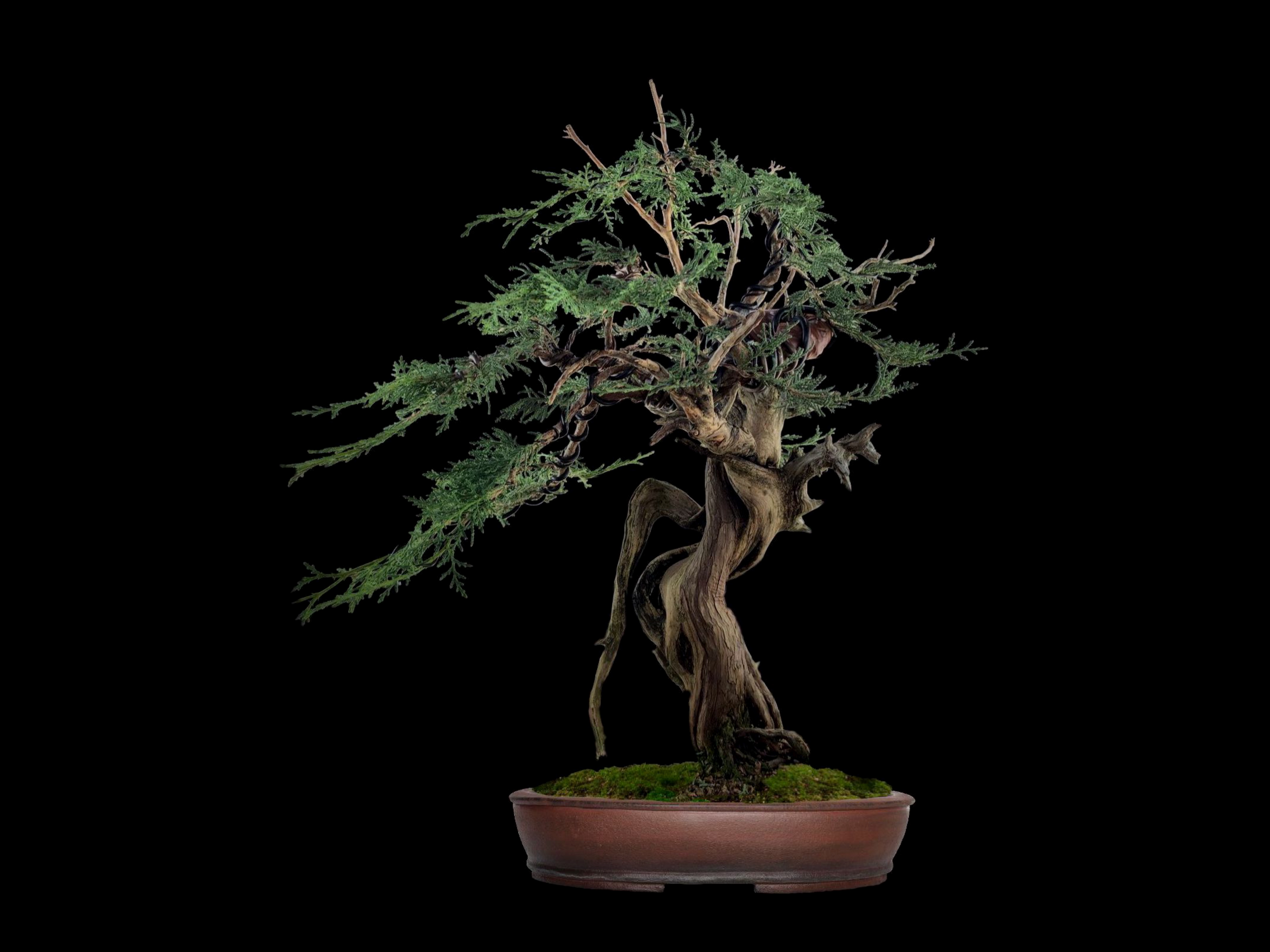 Sabina albar / Juniperus thurifera
