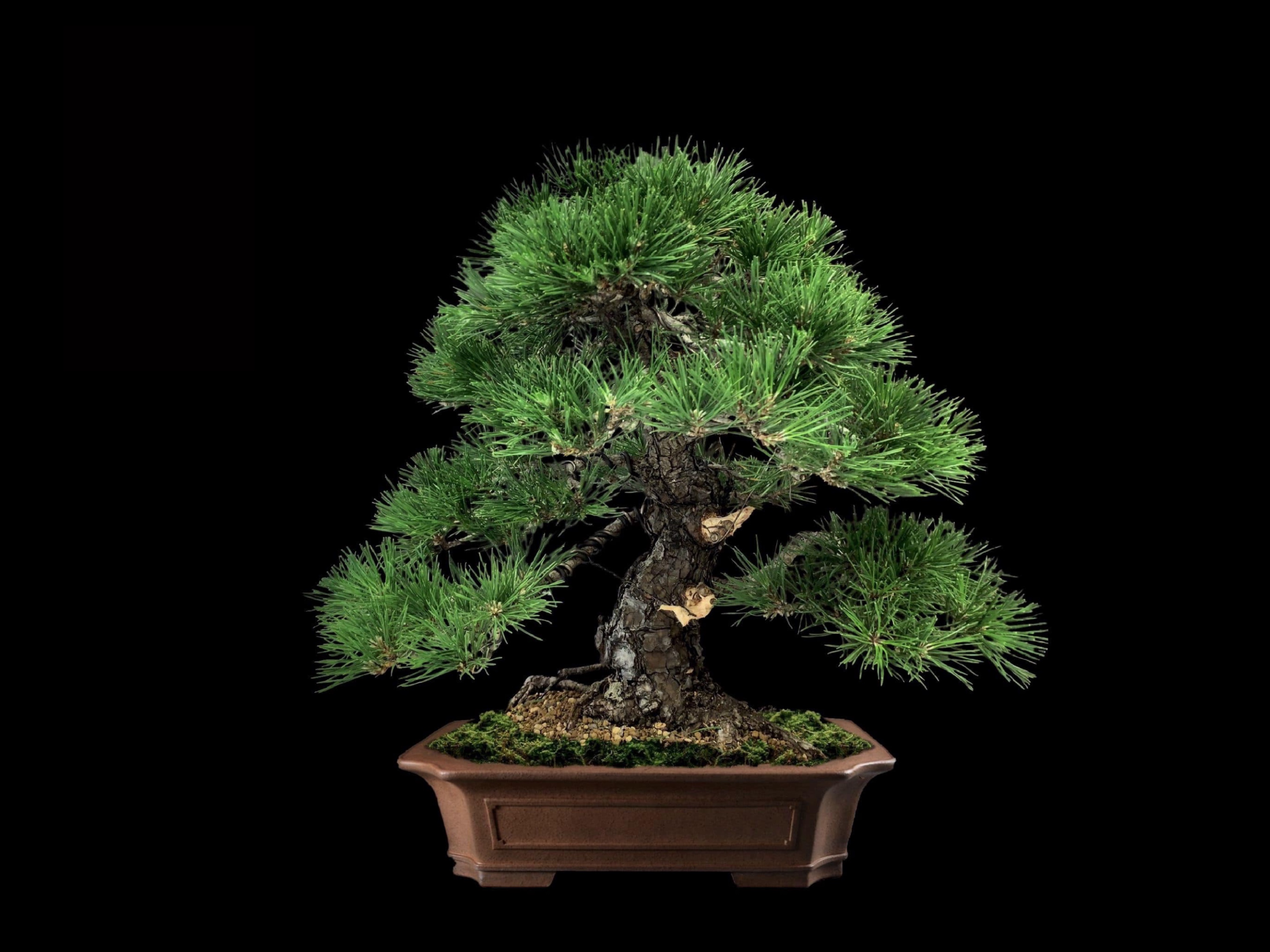 Pino negro japonés · 黒松（Kuromatsu） / Pinus thunbergii