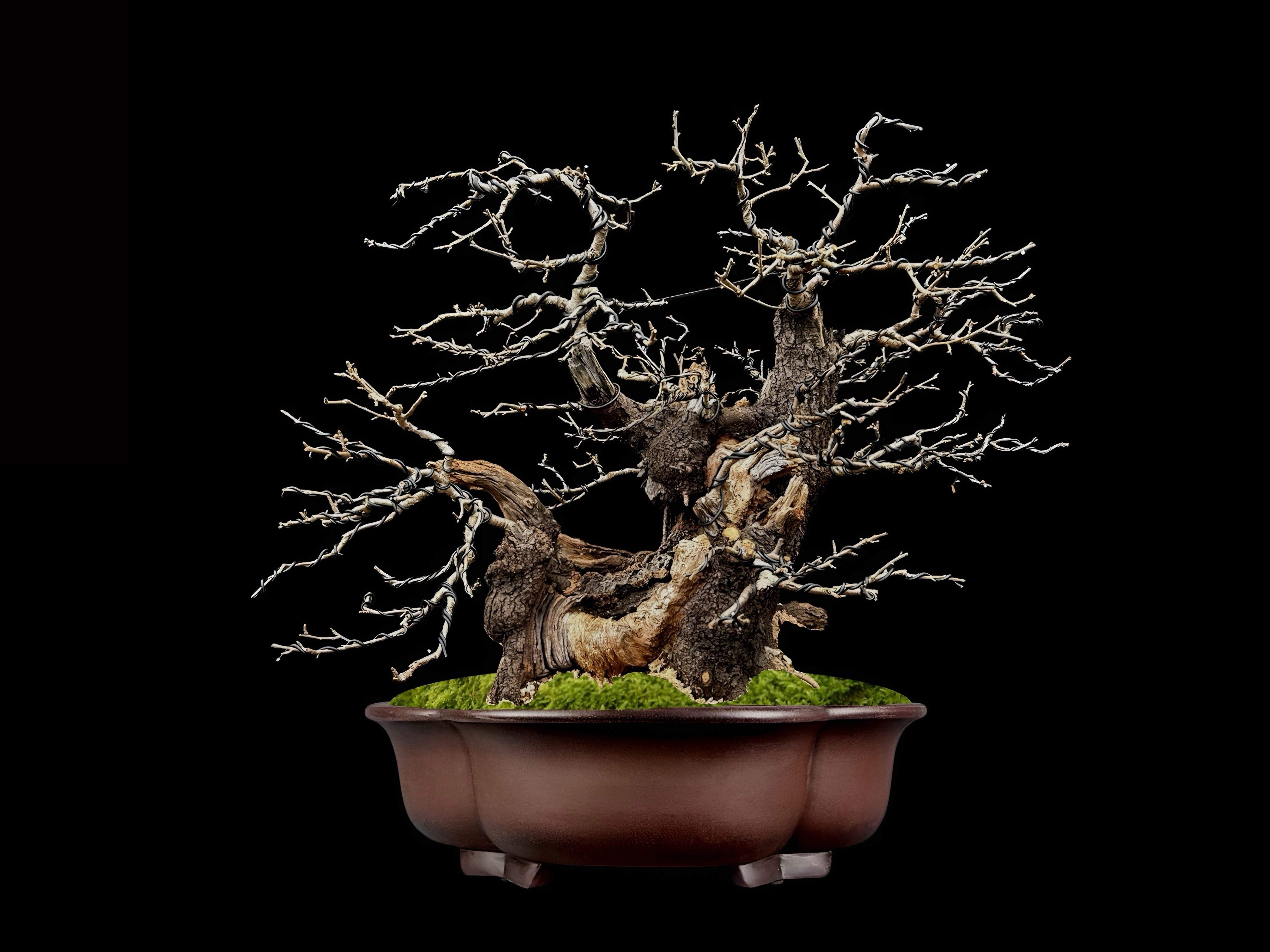 Cerezo de Santa Lucía / Prunus mahaleb