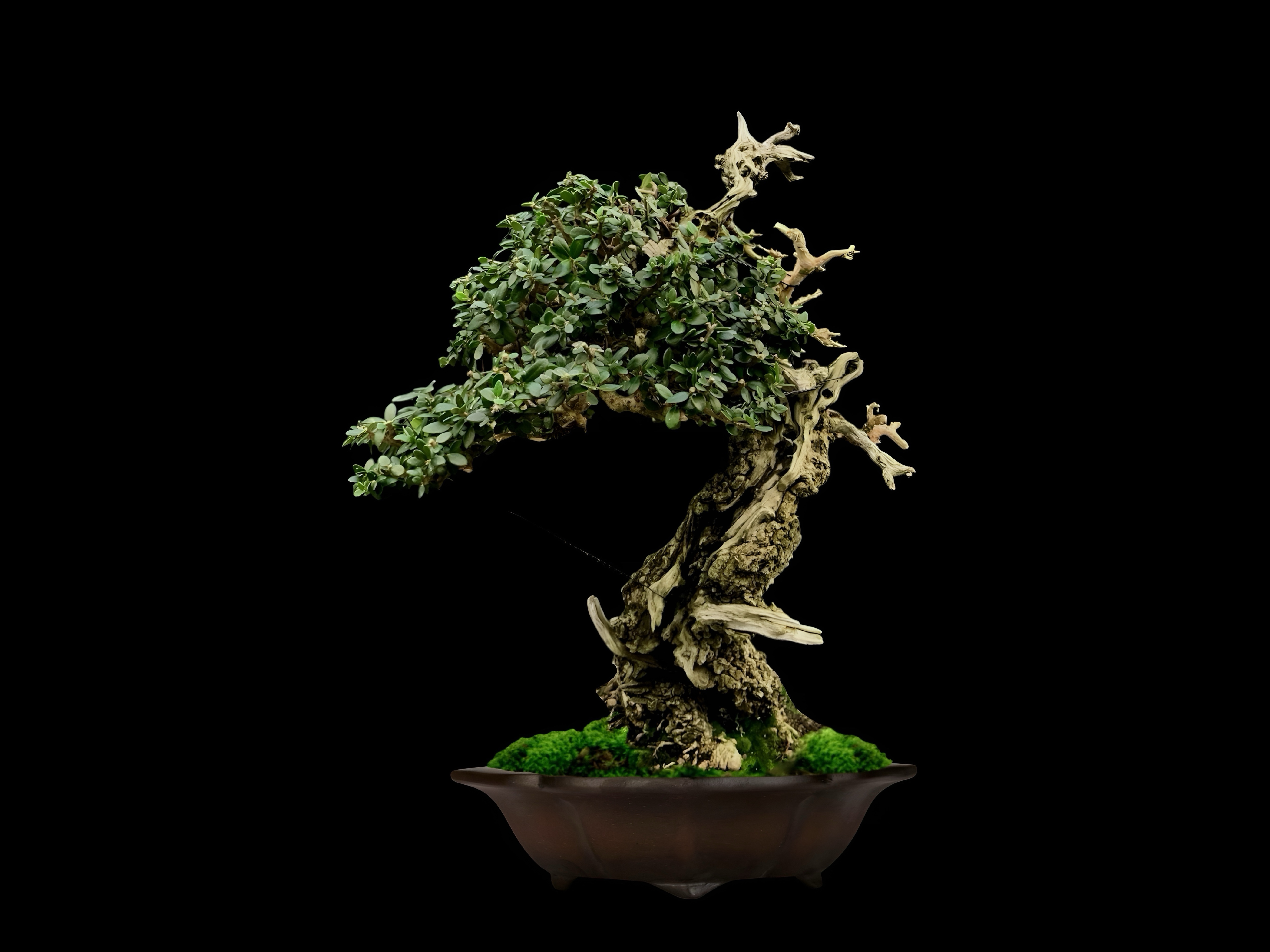 Acebuche / Olea europaea var. sylvestris