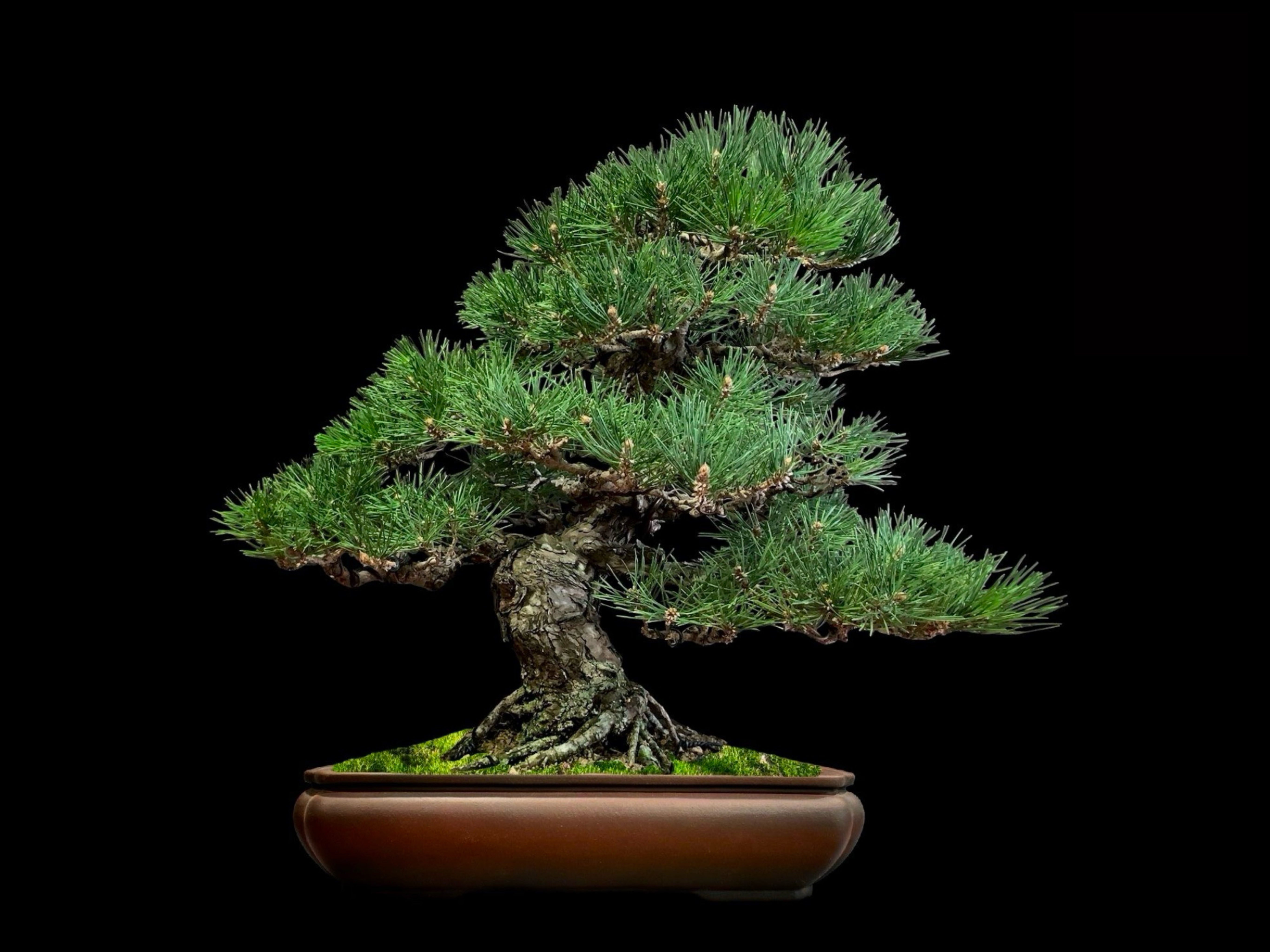 Pino negro japonés · 黒松（Kuromatsu） / Pinus thunbergii