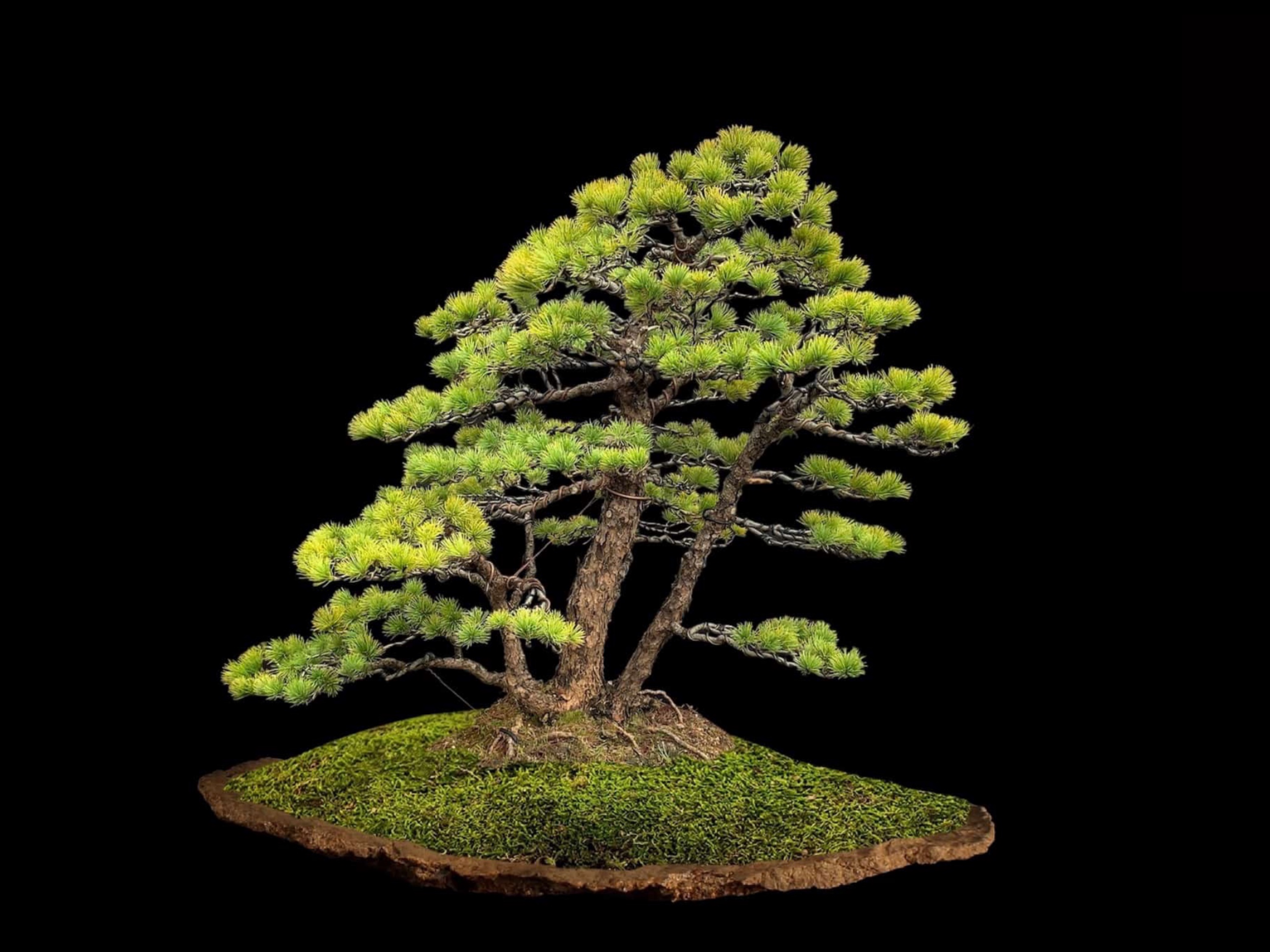Pino blanco japonés · 五葉松（Goyōmatsu） / Pinus pentaphylla