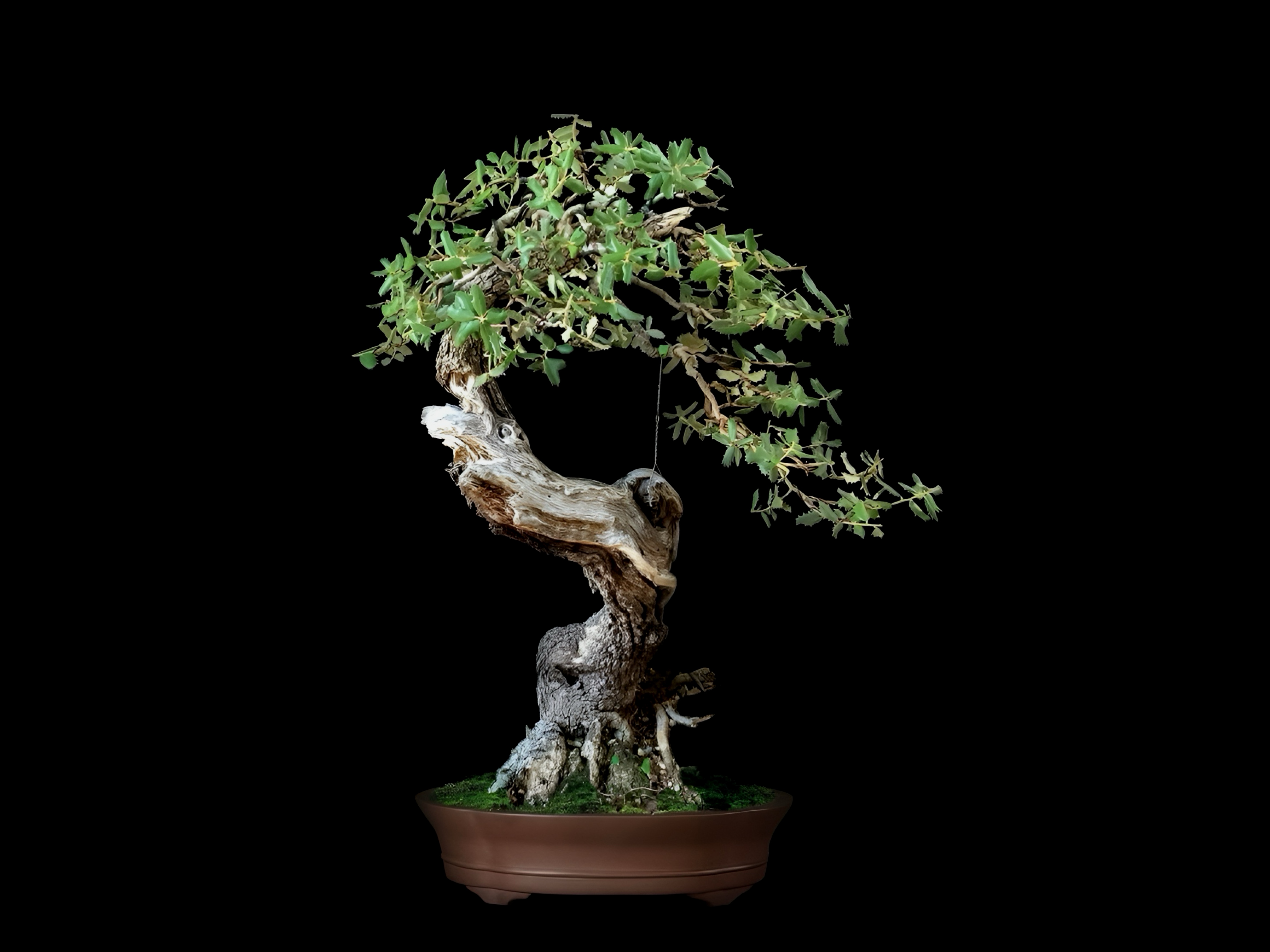 Encina / Quercus ilex