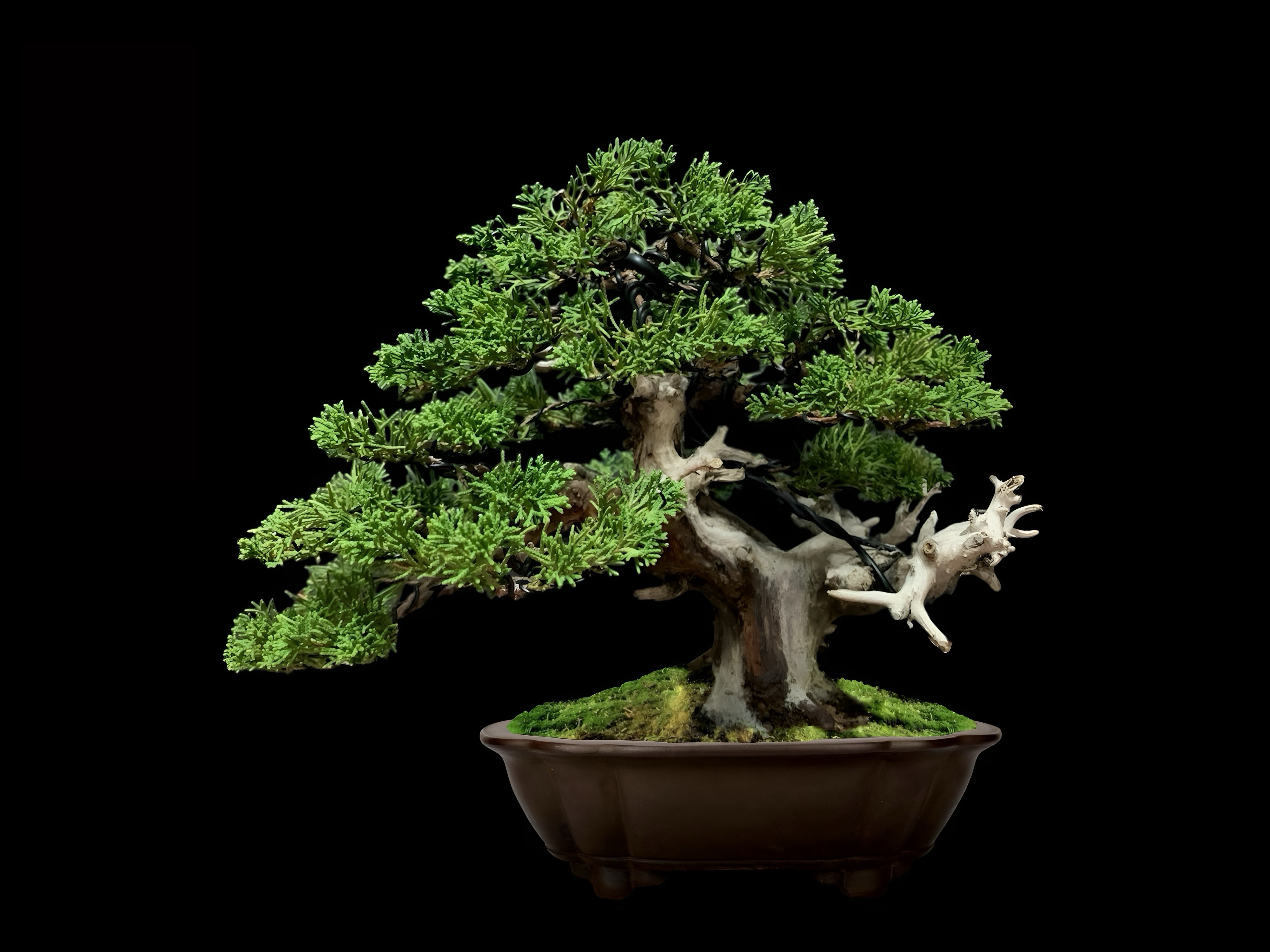 Enebro chino Itoigawa · 糸魚川真柏（Itoigawa-shinpaku） / Juniperus chinensis 'Itoigawa'