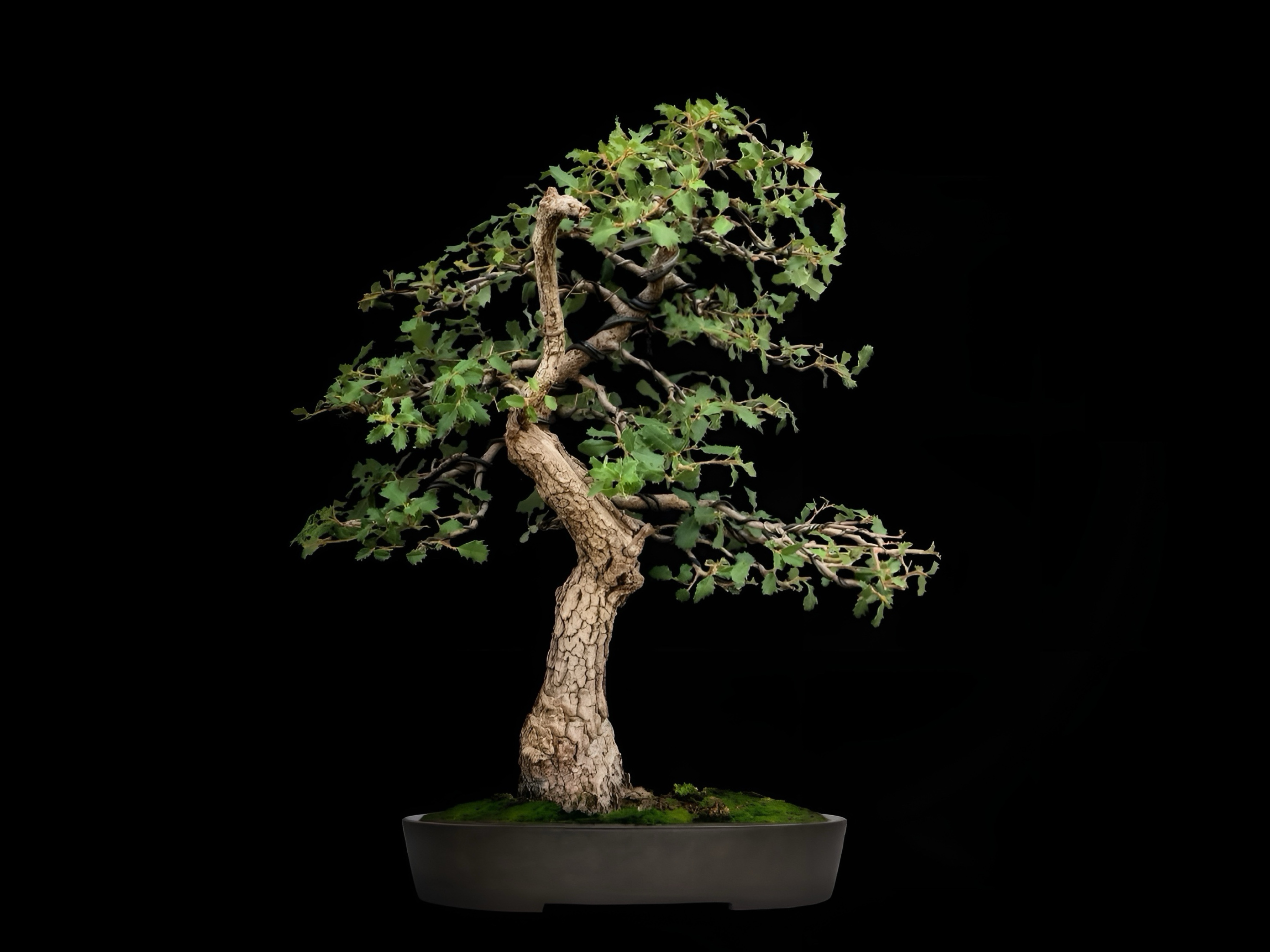 Quejigo / Quercus faginea