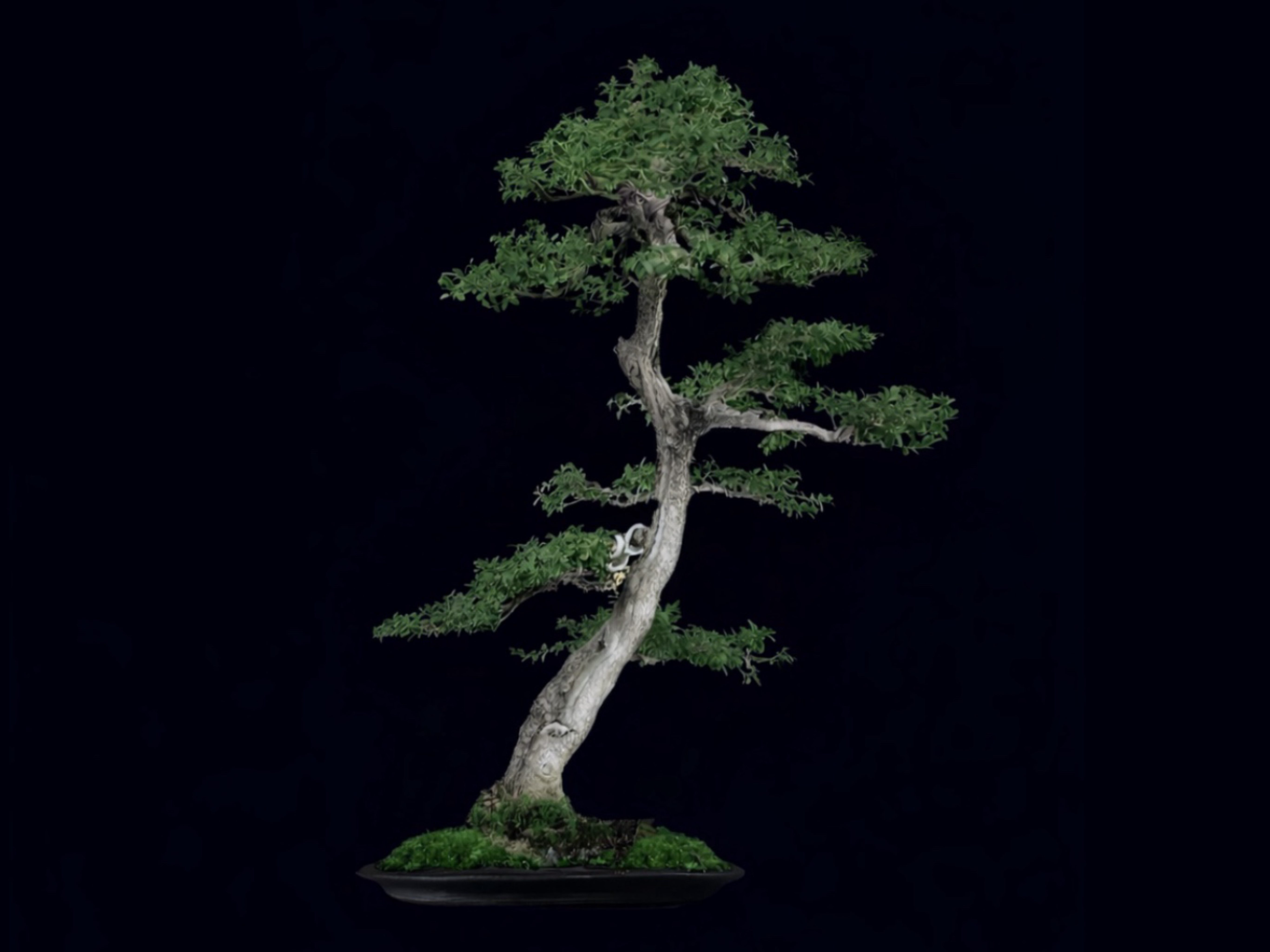 Boj / Buxus sempervirens