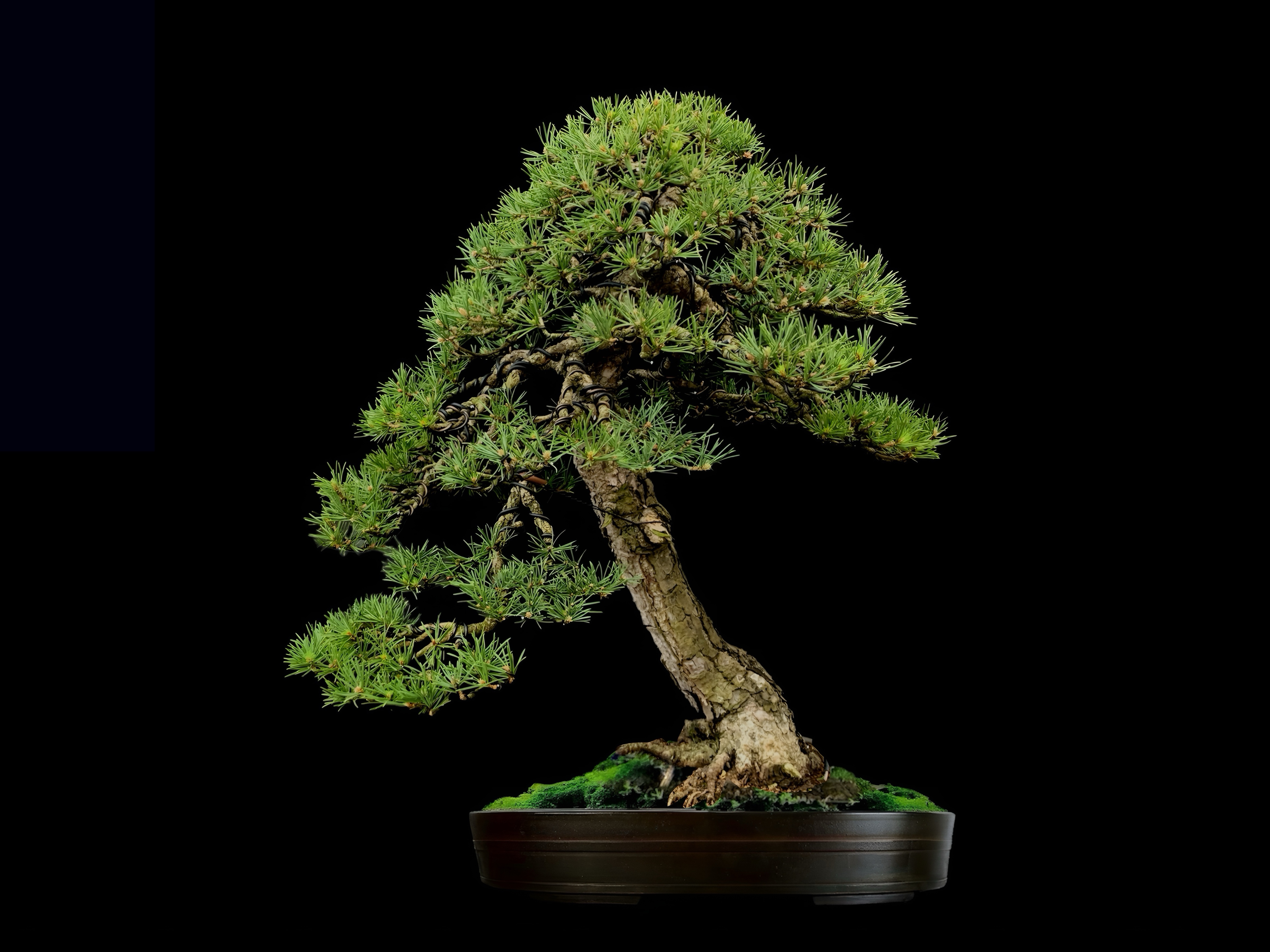 Pino silvestre · ヨーロッパアカマツ（Yōroppa-akamatsu） / Pinus sylvestris