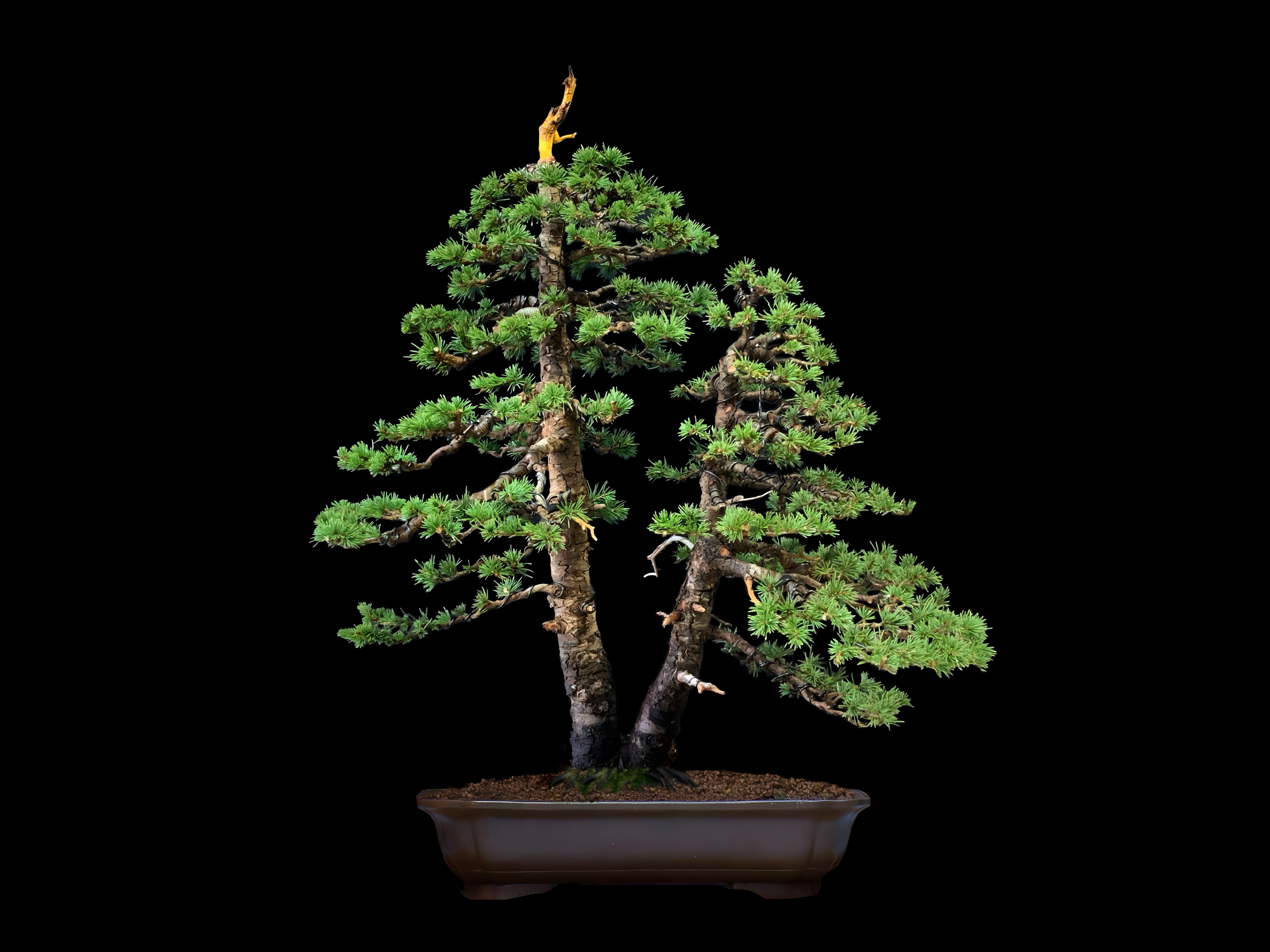 Cedro del Atlas / Cedrus atlantica