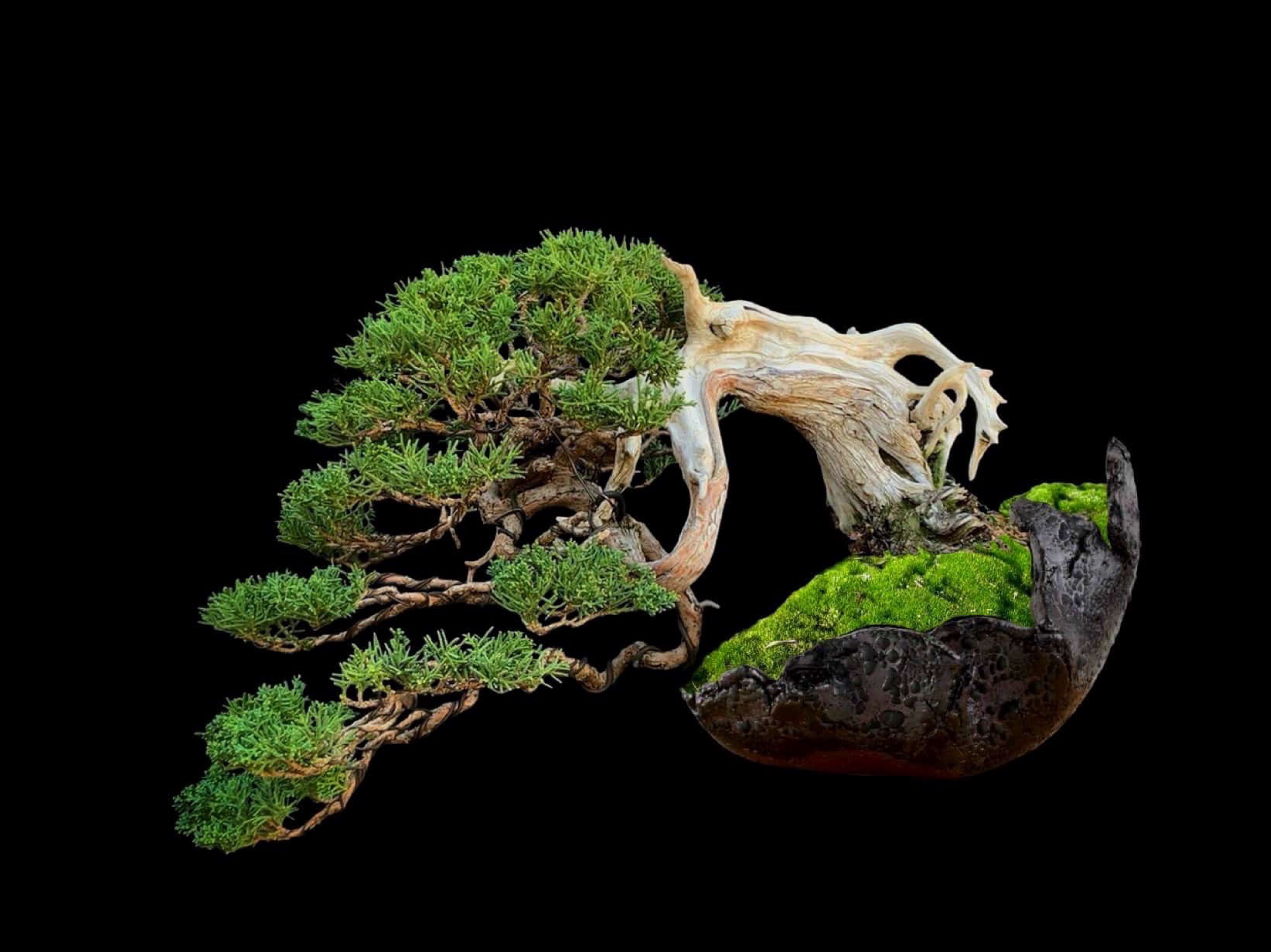 Enebro chino · 真柏（Shinpaku） / Juniperus chinensis