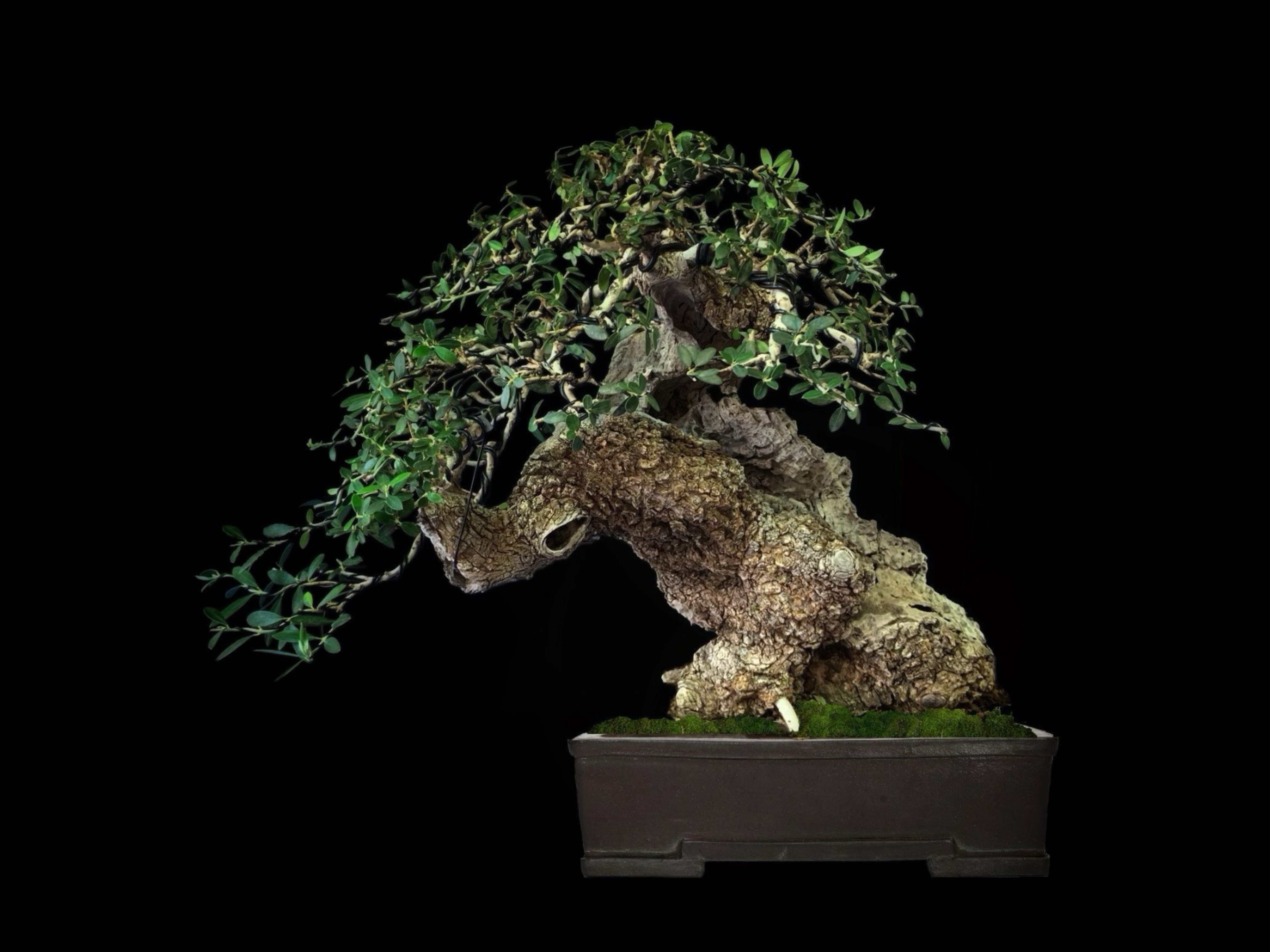 Acebuche / Olea europaea var. sylvestris