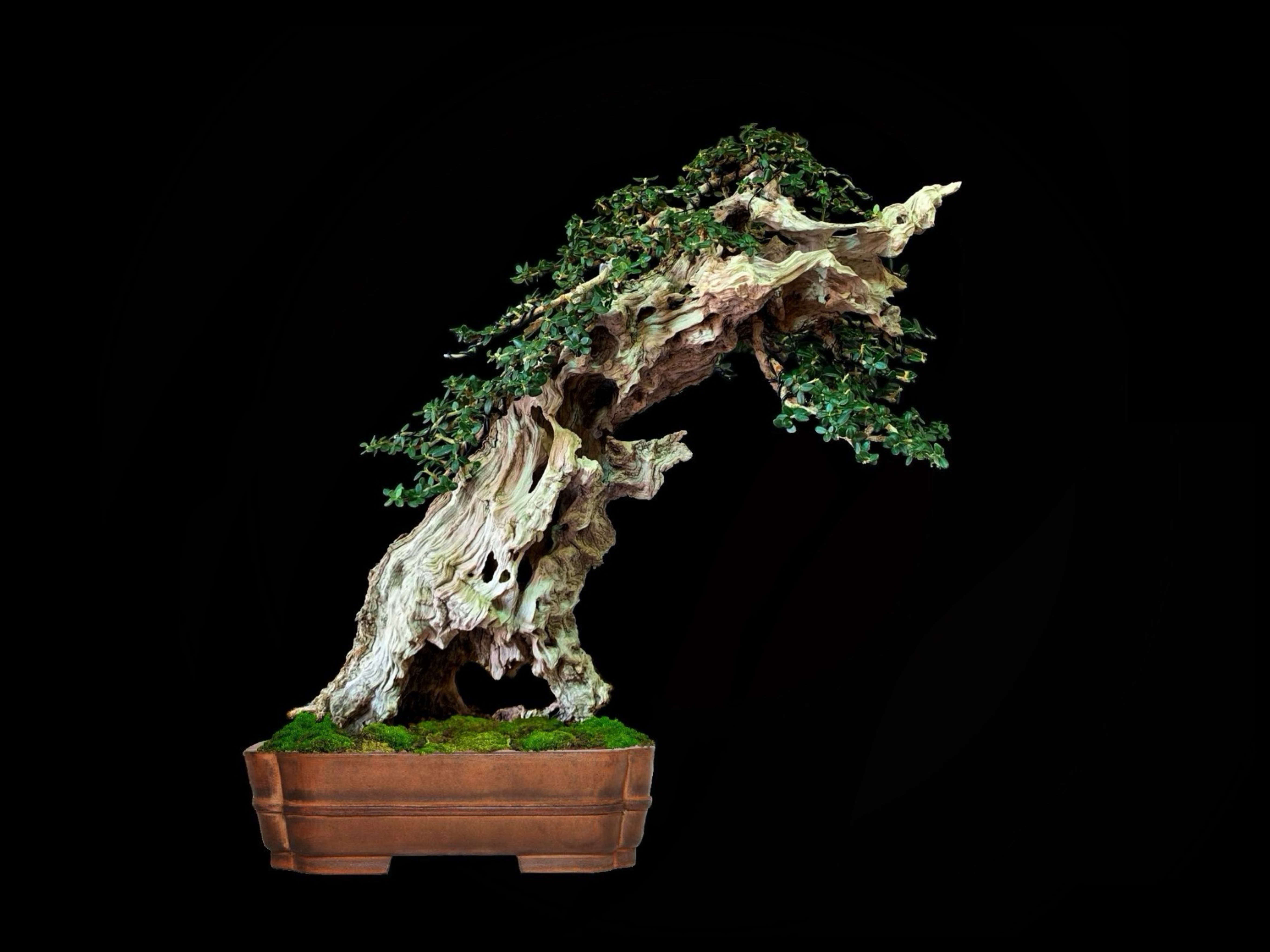 Acebuche / Olea europaea var. sylvestris