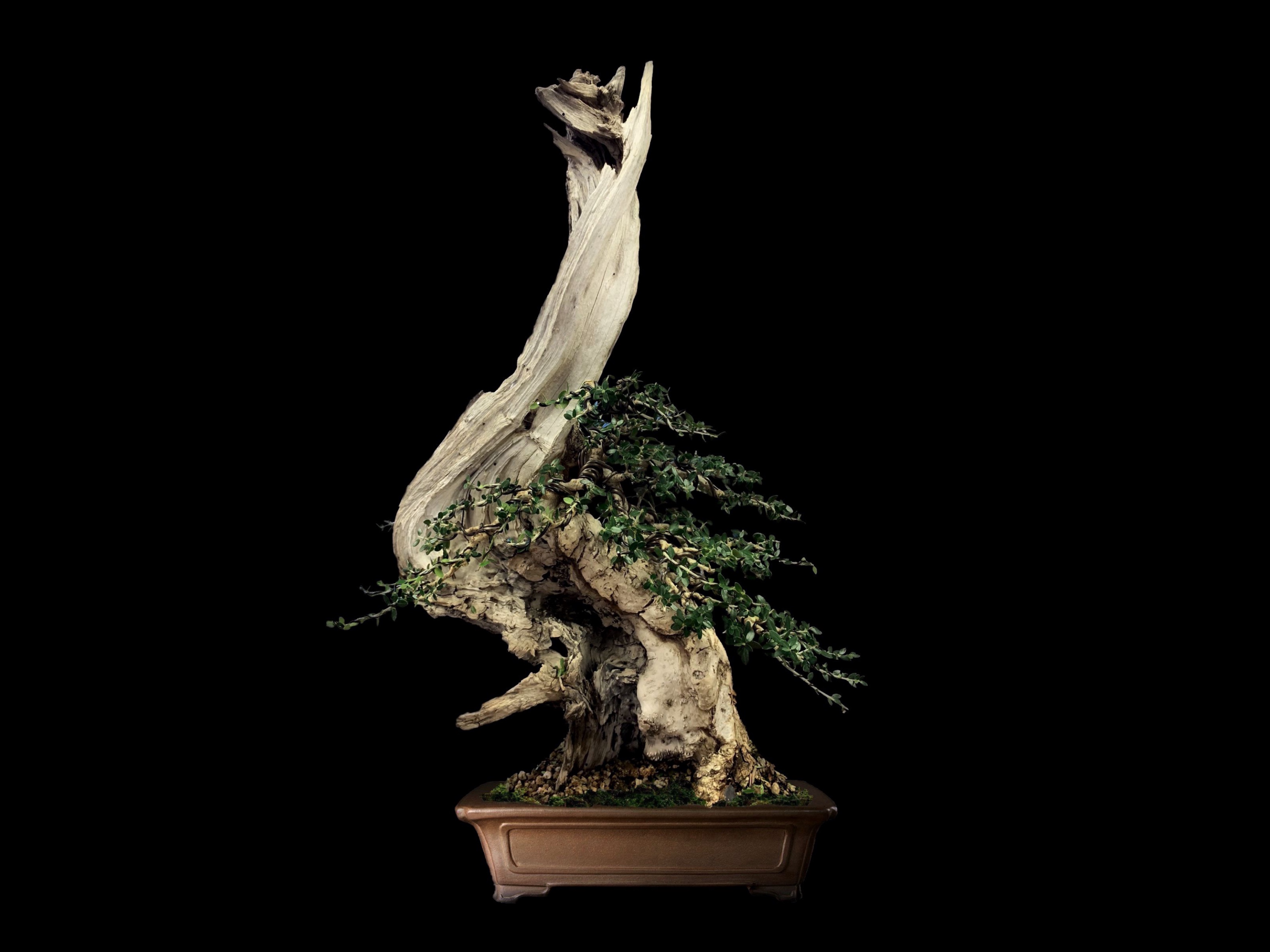 Acebuche / Olea europaea var. sylvestris