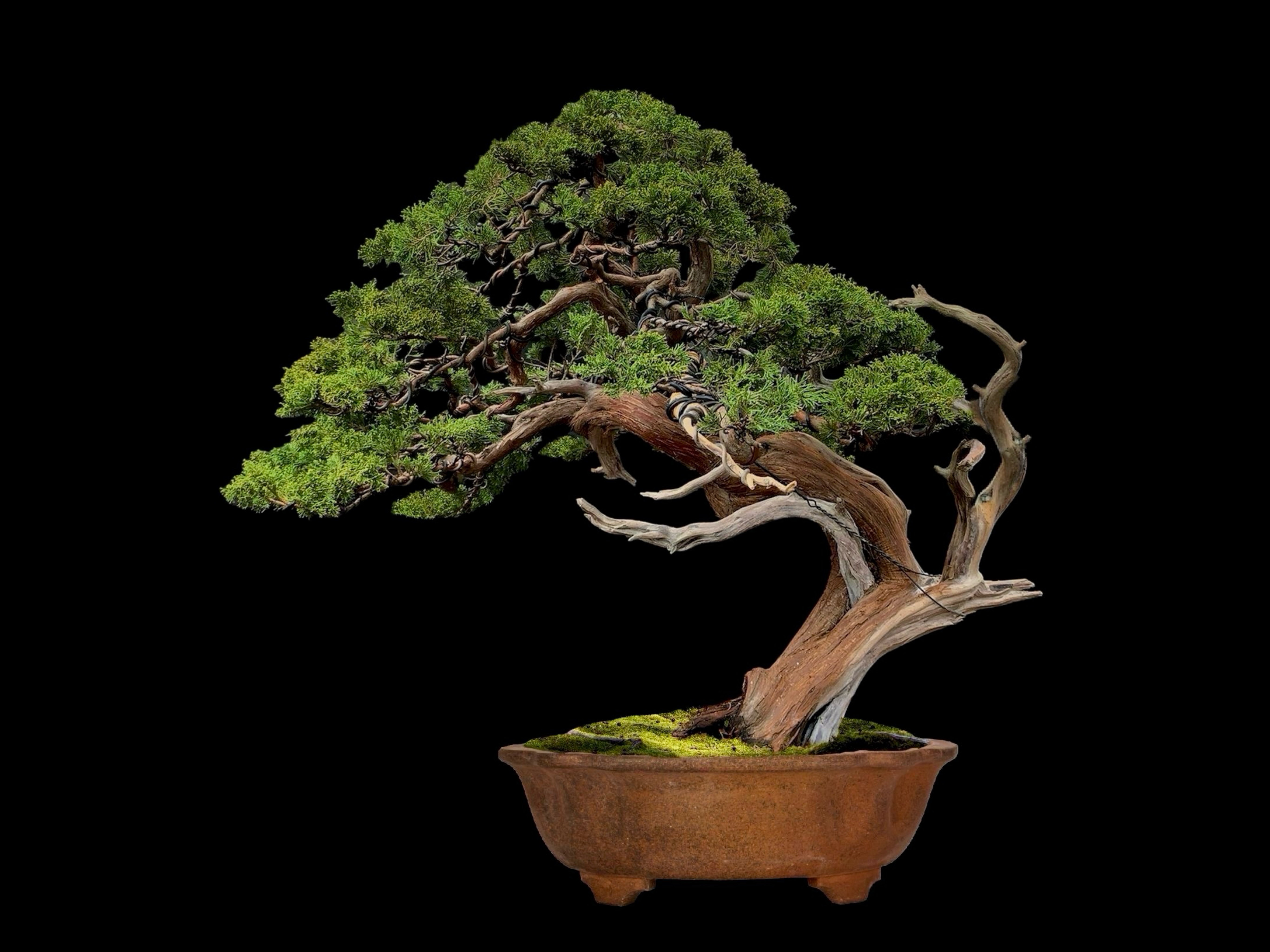 Sabina rastrera / Juniperus sabina