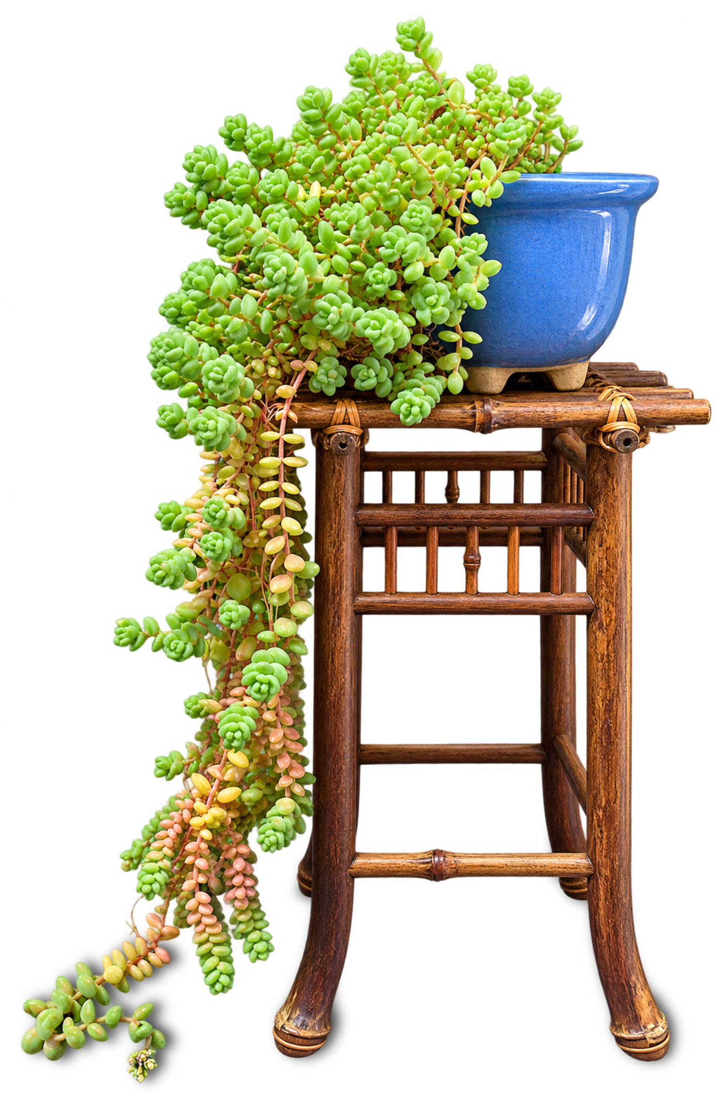 Suculenta cola de burro (Sedum morganianum) colgando de una maceta azul sobre un mueble de bambú, ejemplar de colección personal empleado como shitakusa